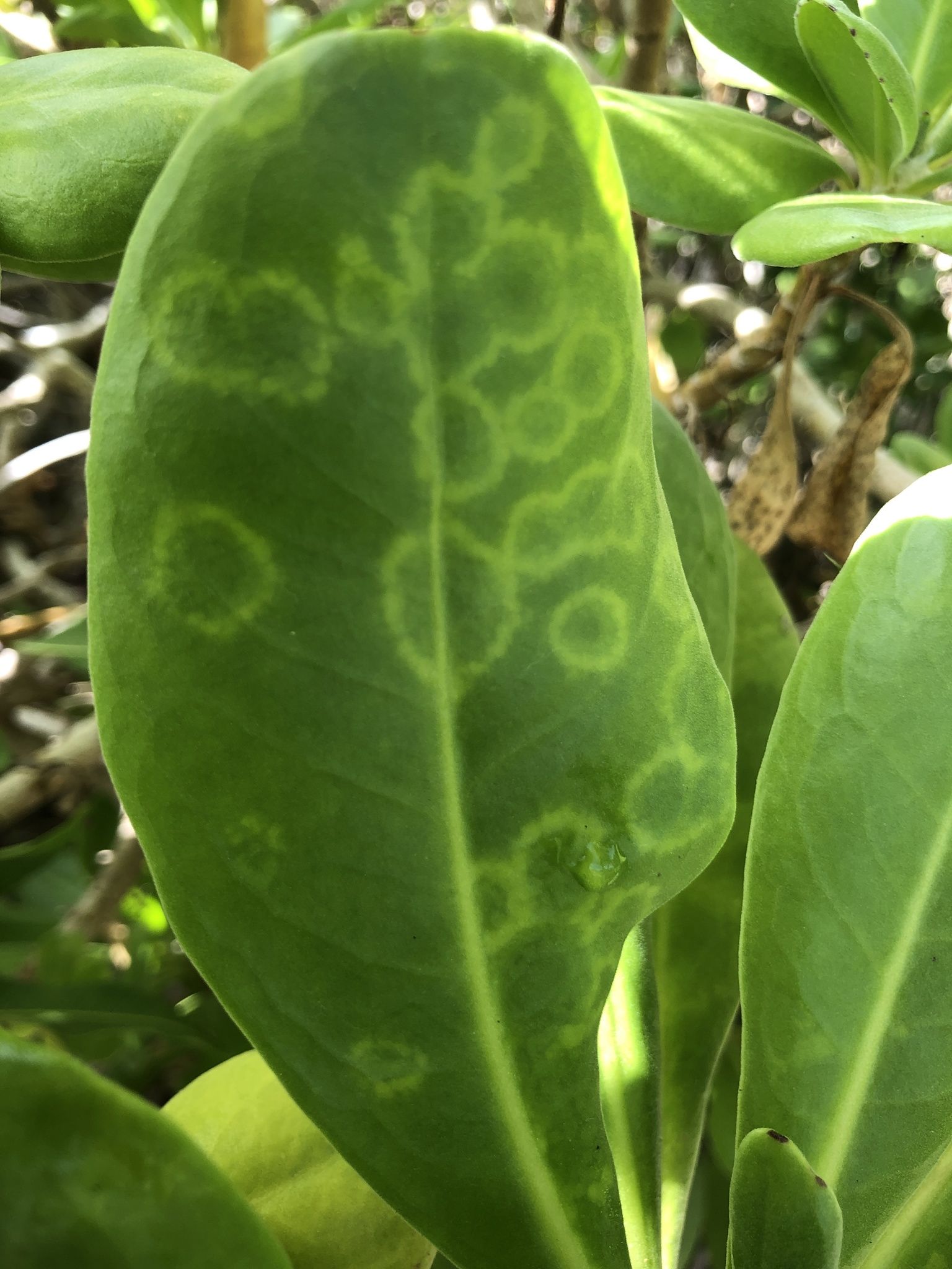 Cucumber mosaic virus