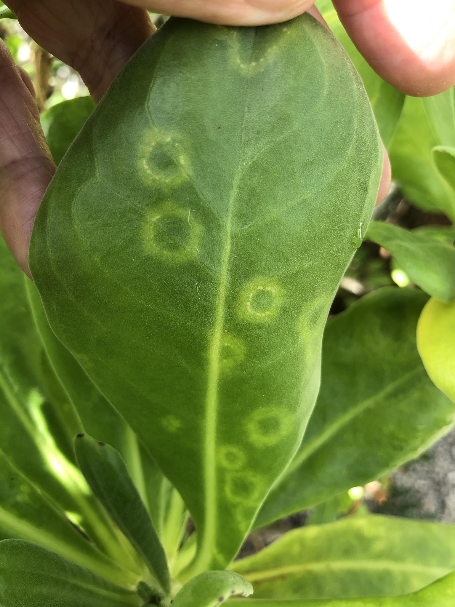 Cucumber mosaic virus