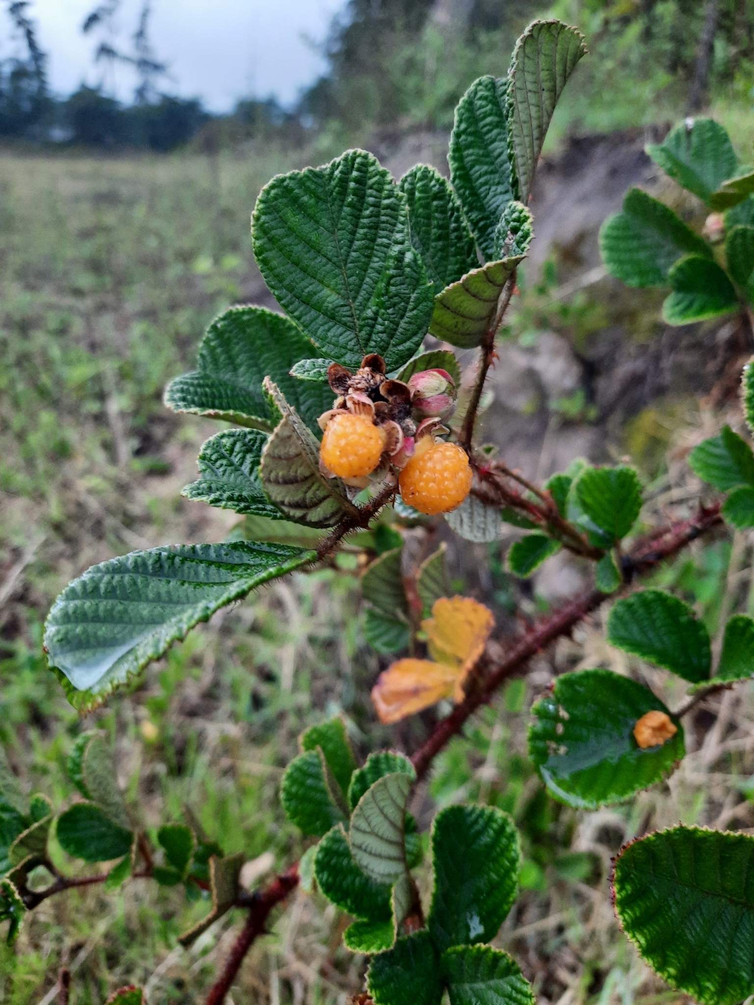 Rubus ellipticus