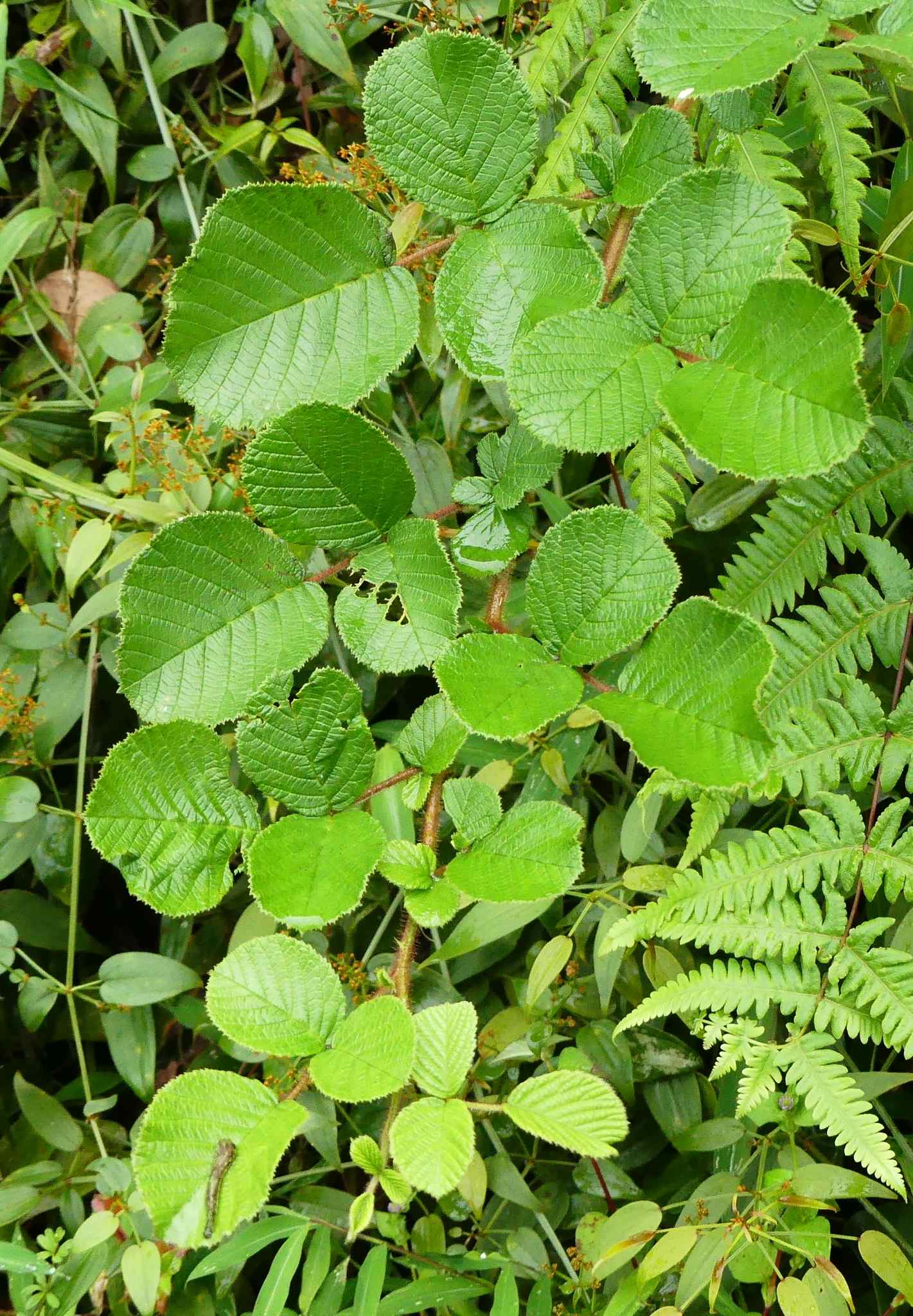 Rubus ellipticus