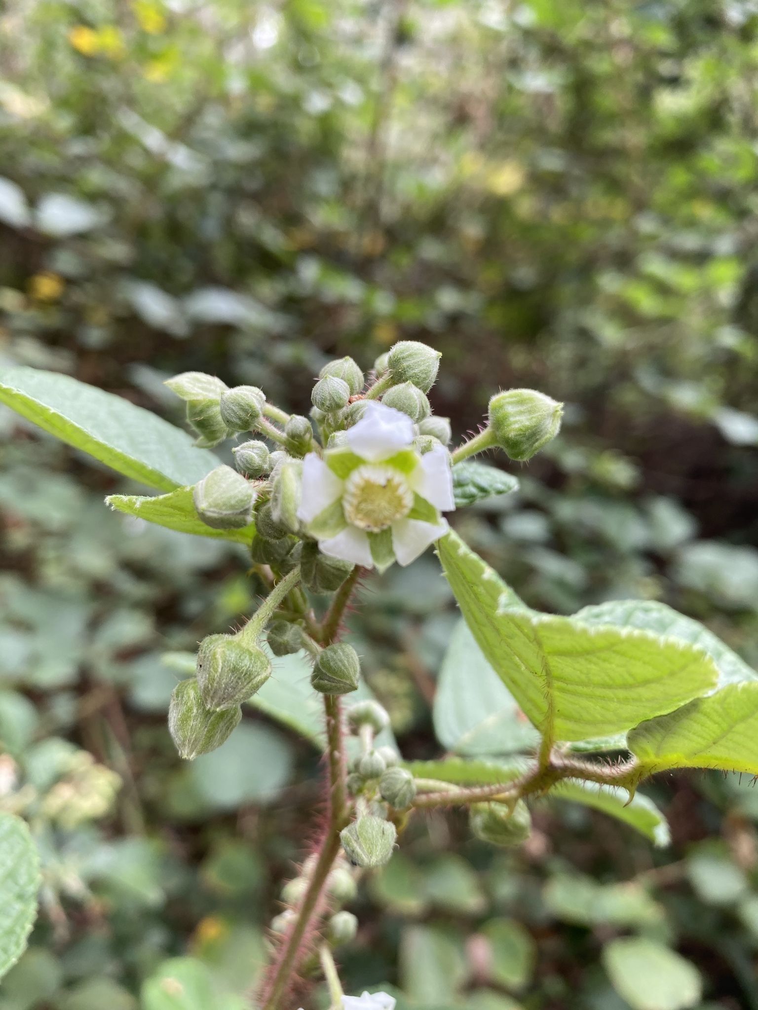 Rubus ellipticus
