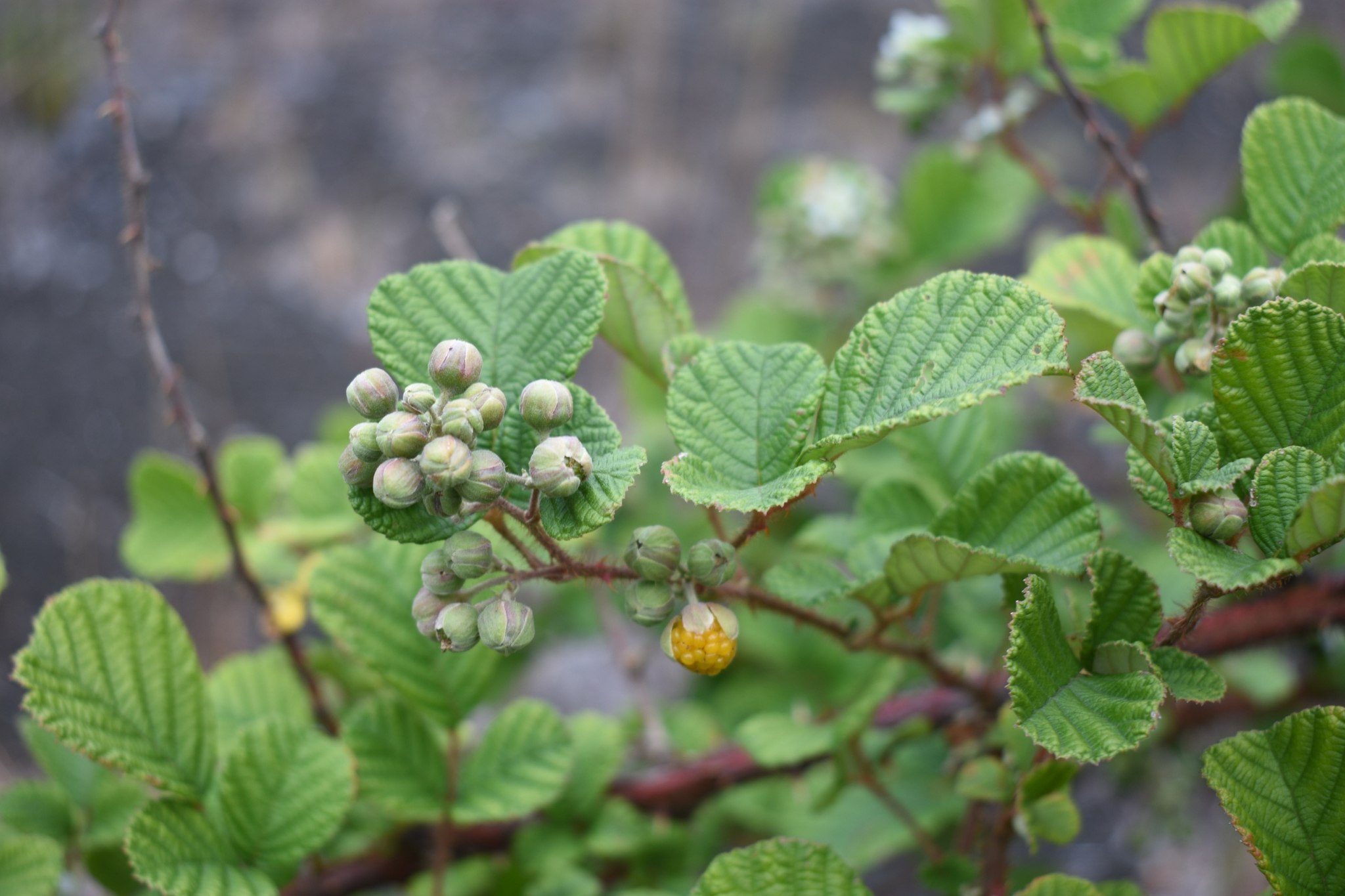 Rubus ellipticus