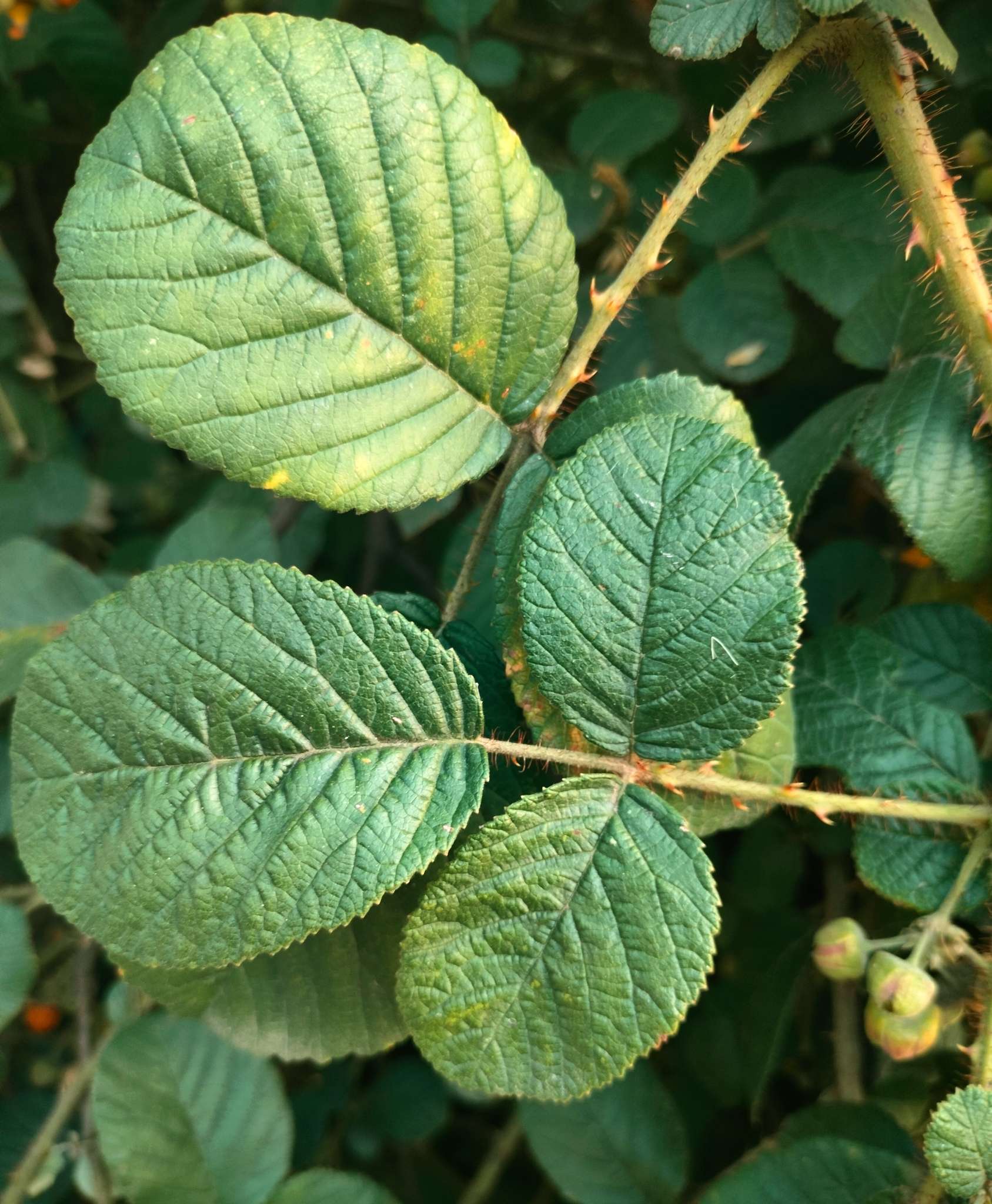 Rubus ellipticus