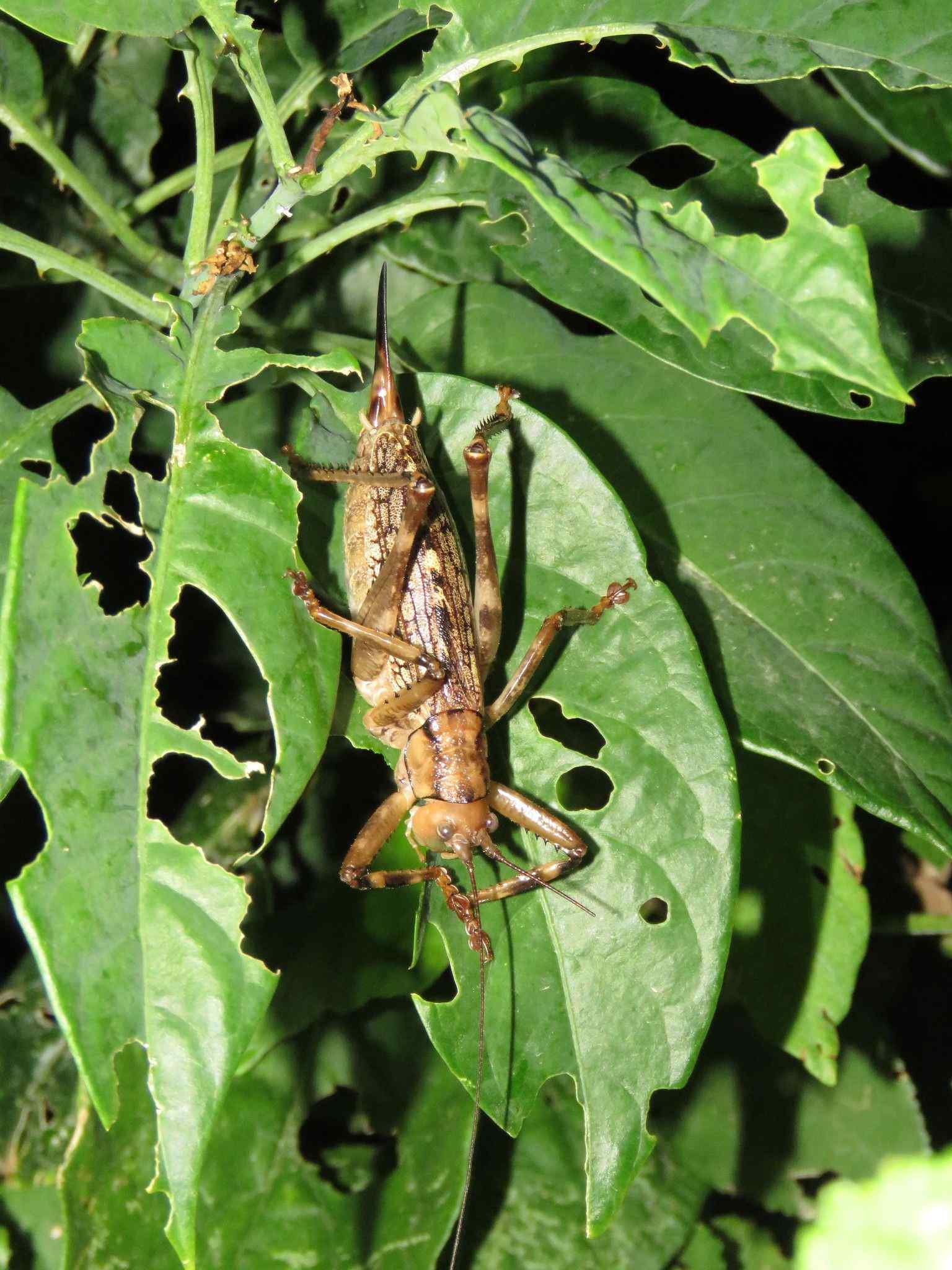 Ancistrocercus
