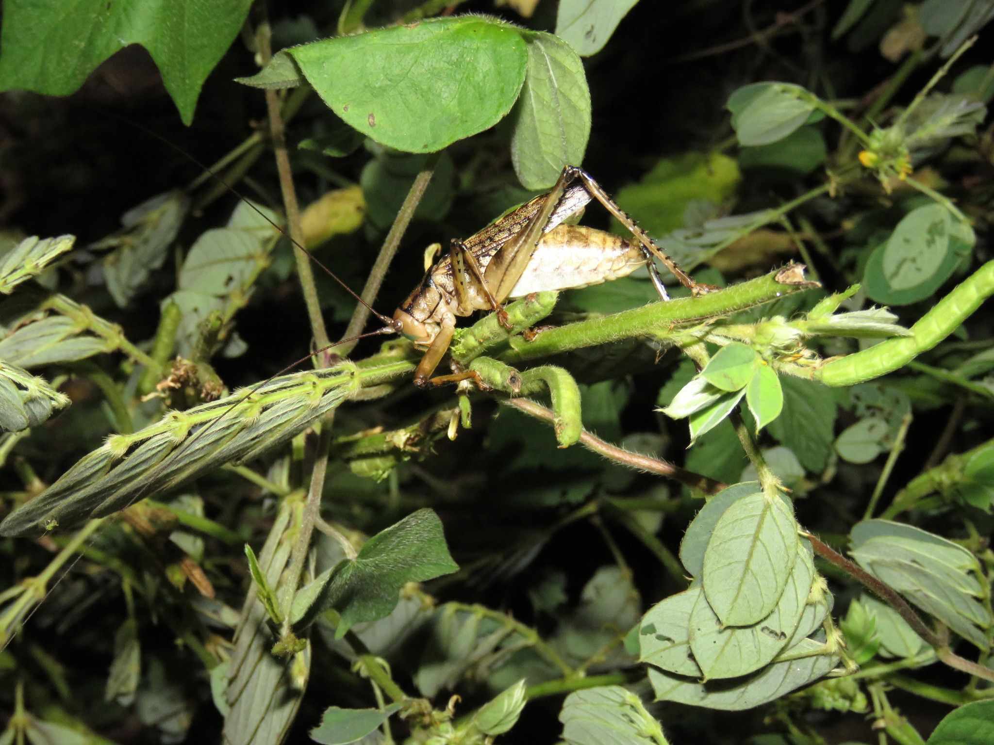 Ancistrocercus