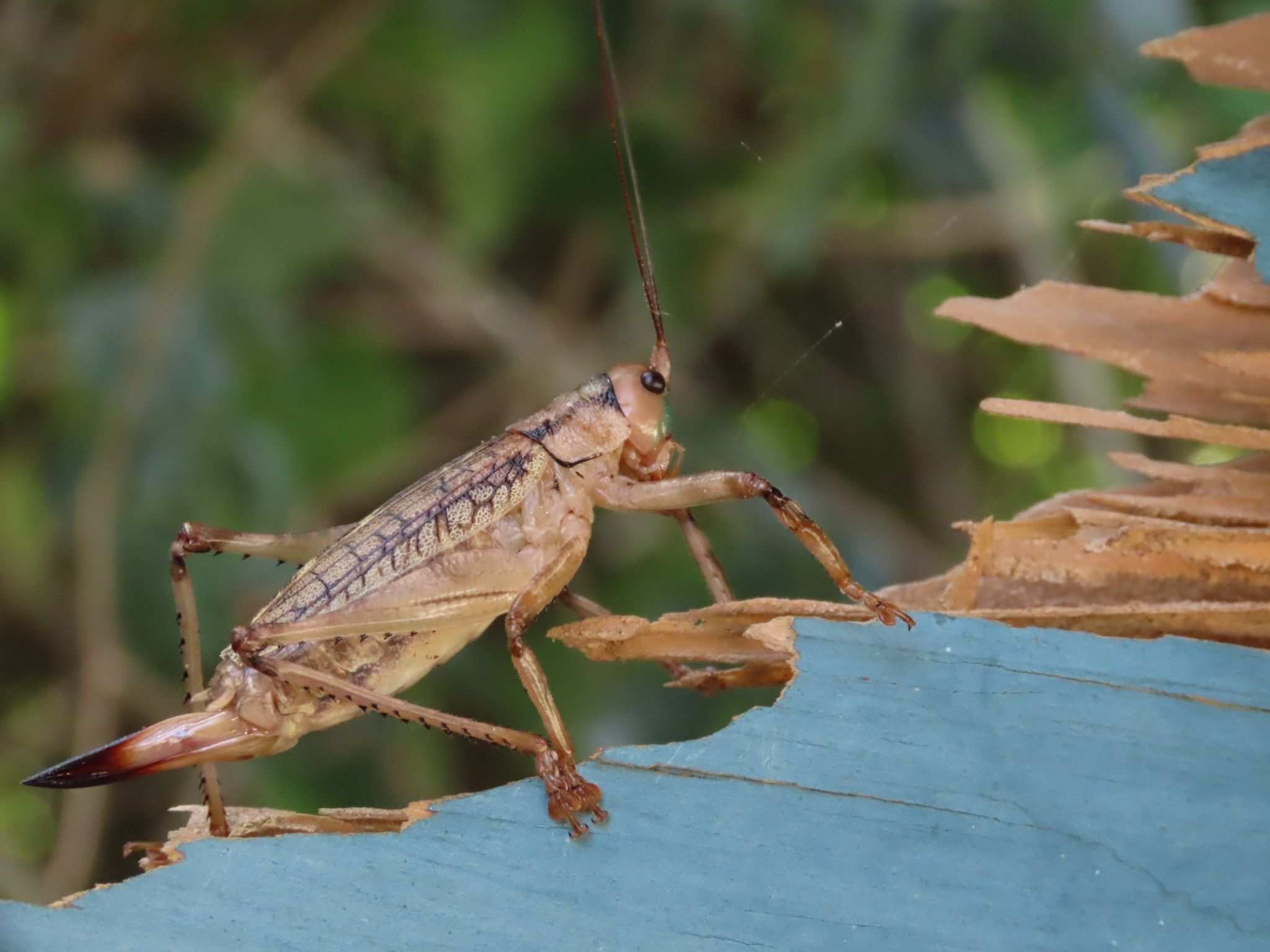 Ancistrocercus