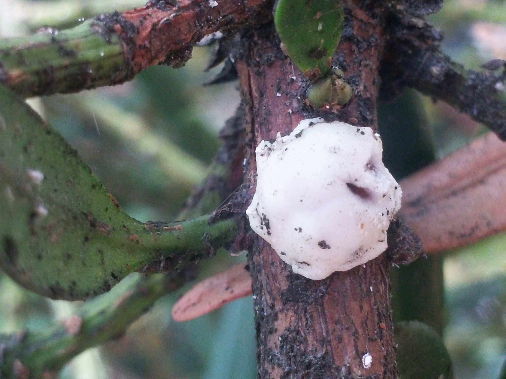 Ceroplastes pseudoceriferus
