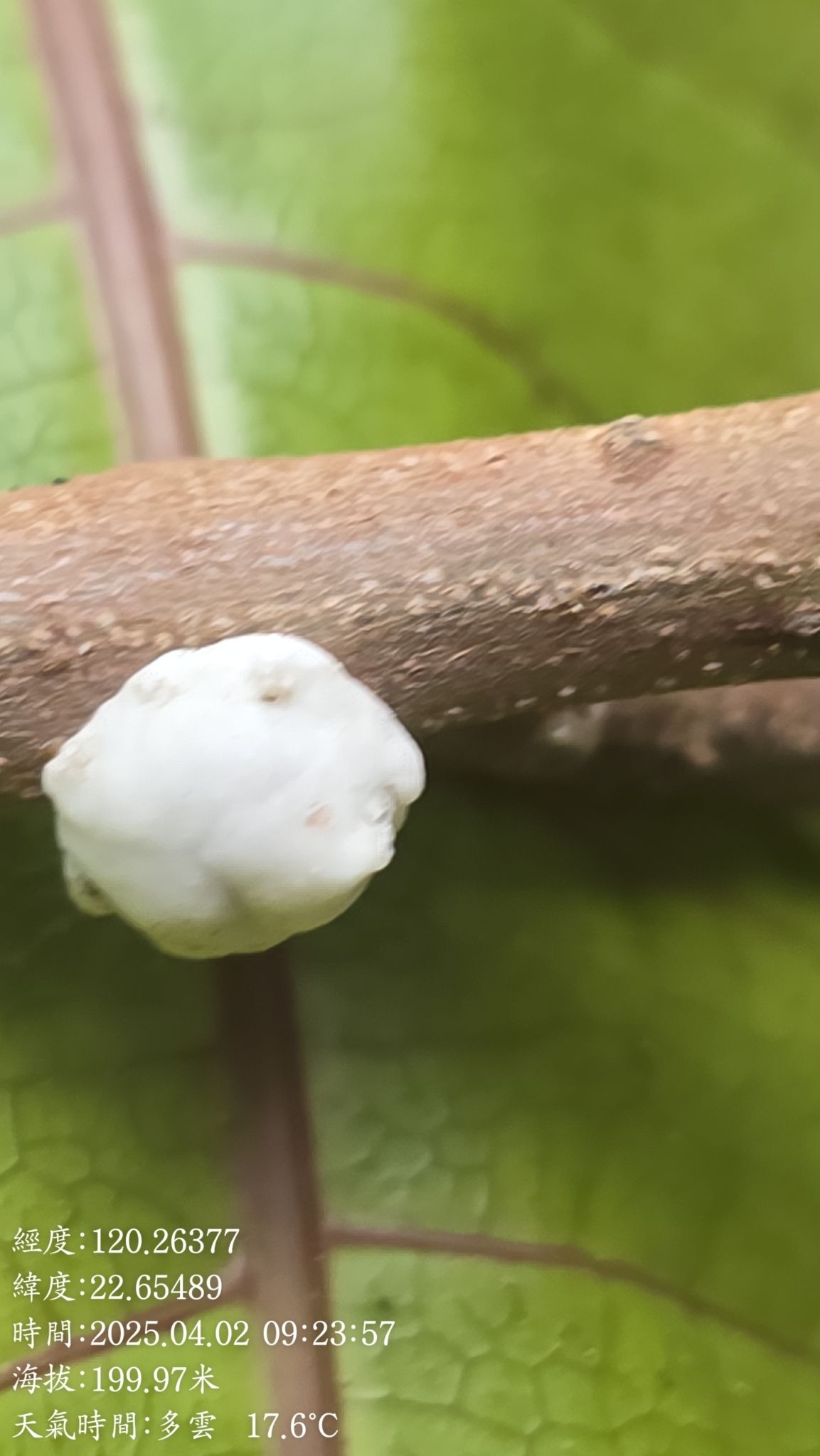 Ceroplastes pseudoceriferus