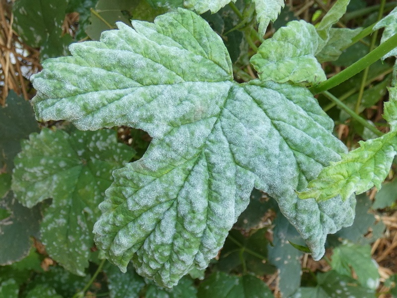 Podosphaera macularis