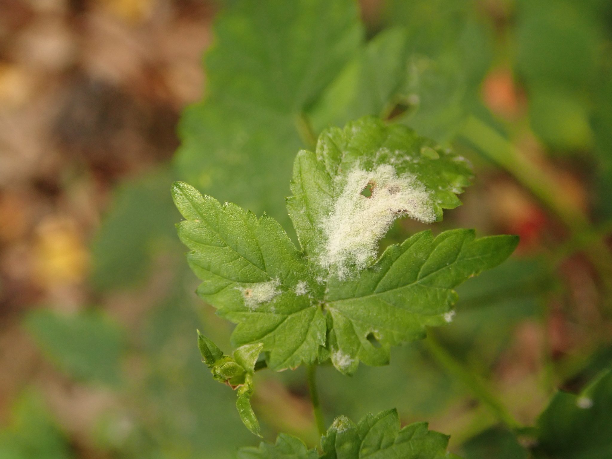Podosphaera macularis