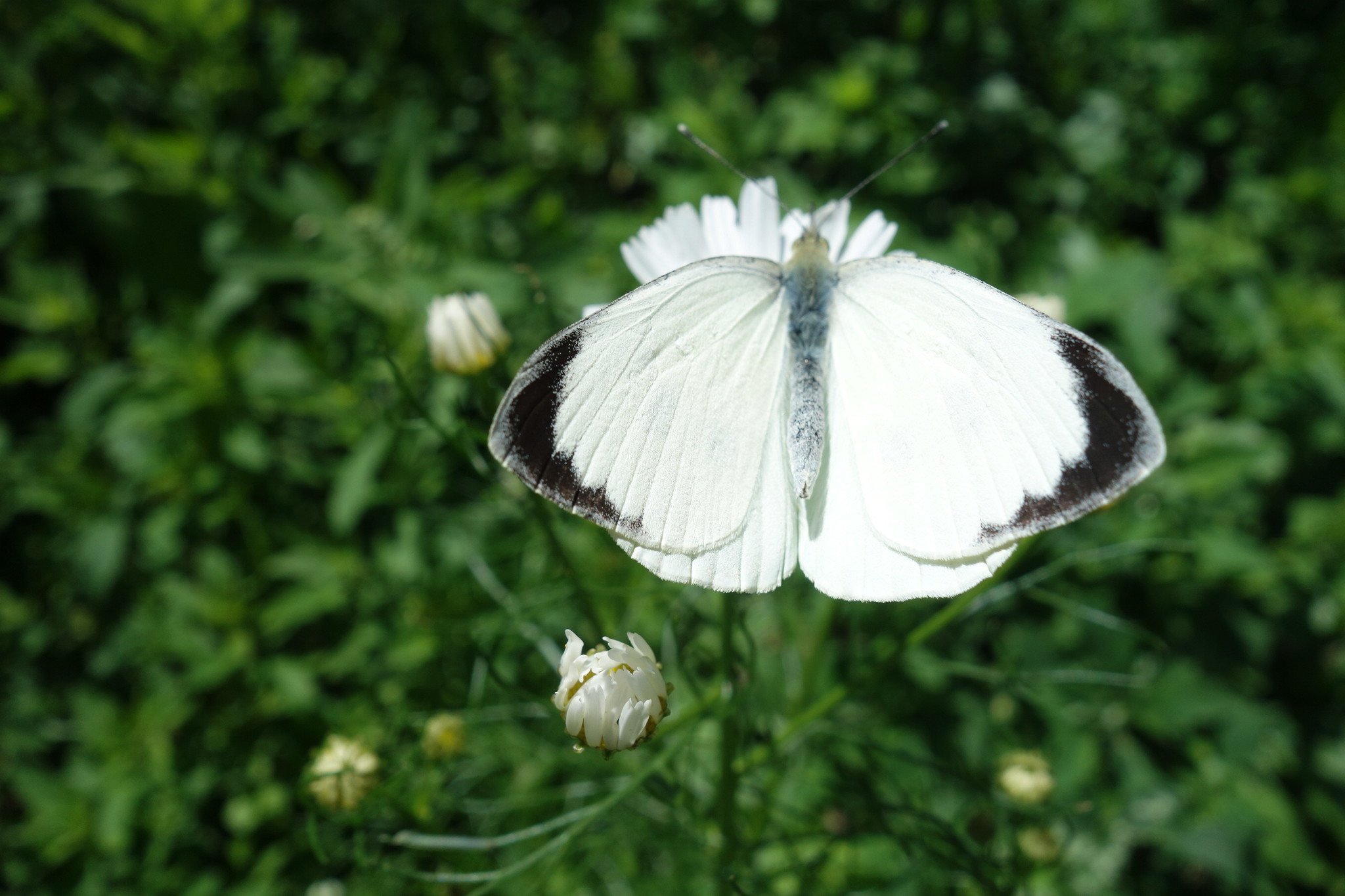 Pieris brassicae