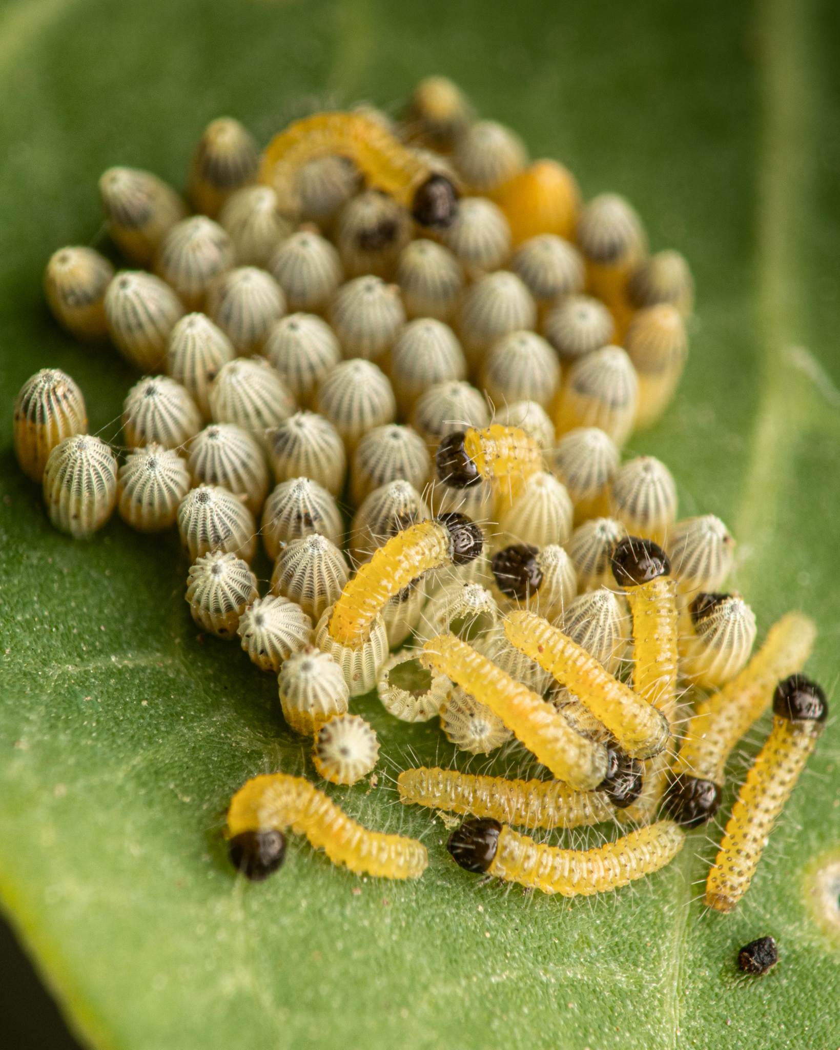 Pieris brassicae