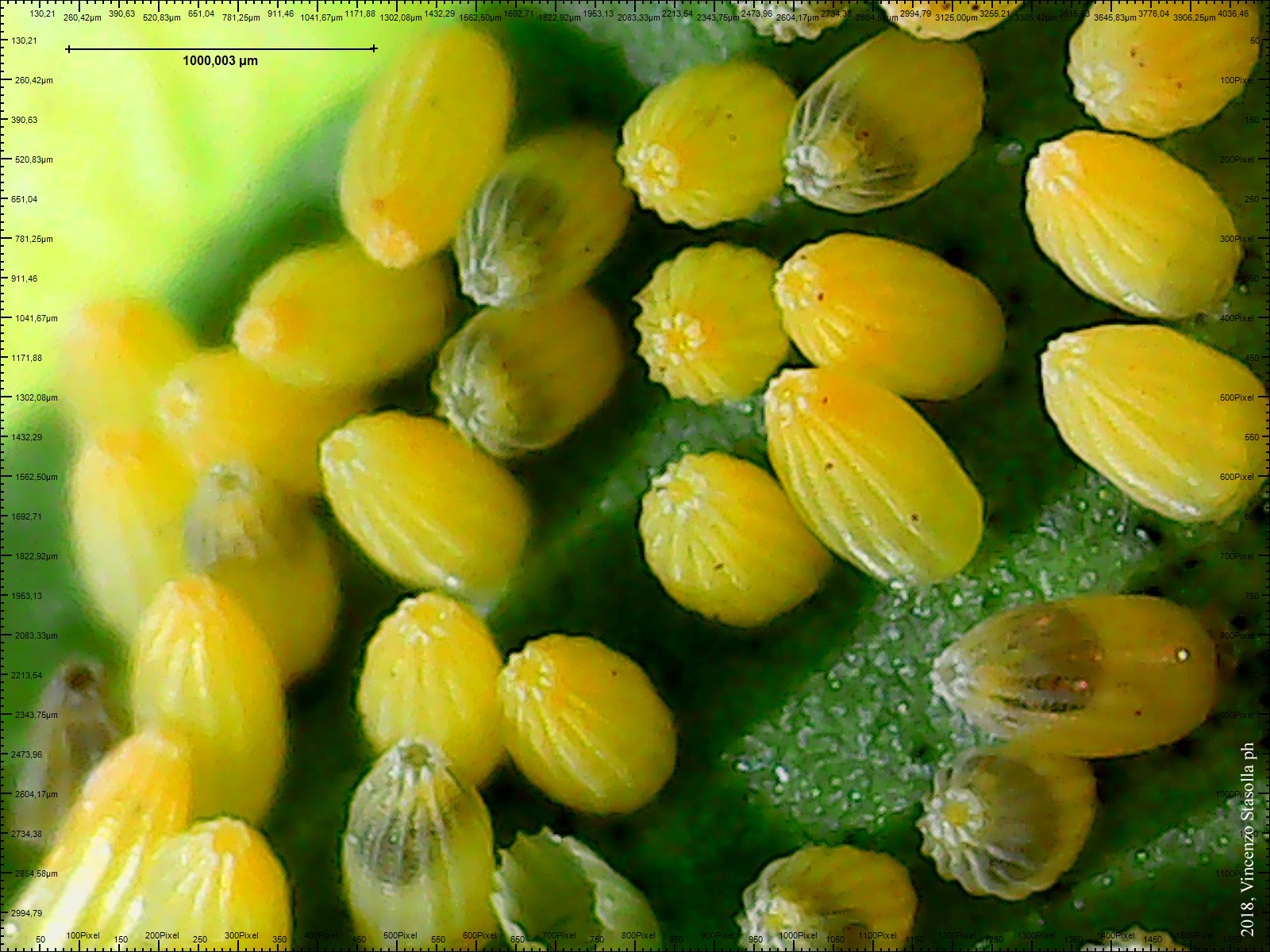 Pieris brassicae