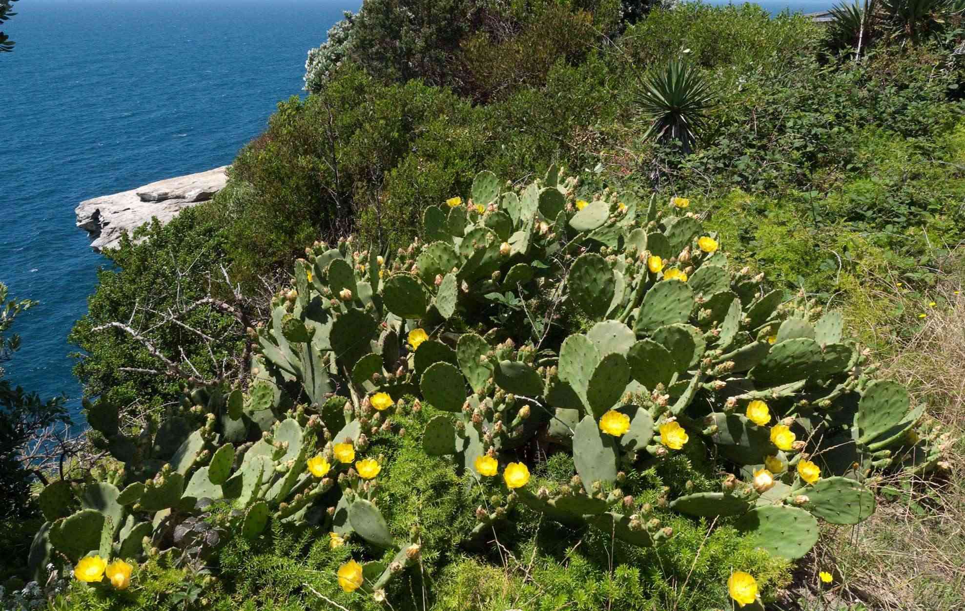 Opuntia stricta