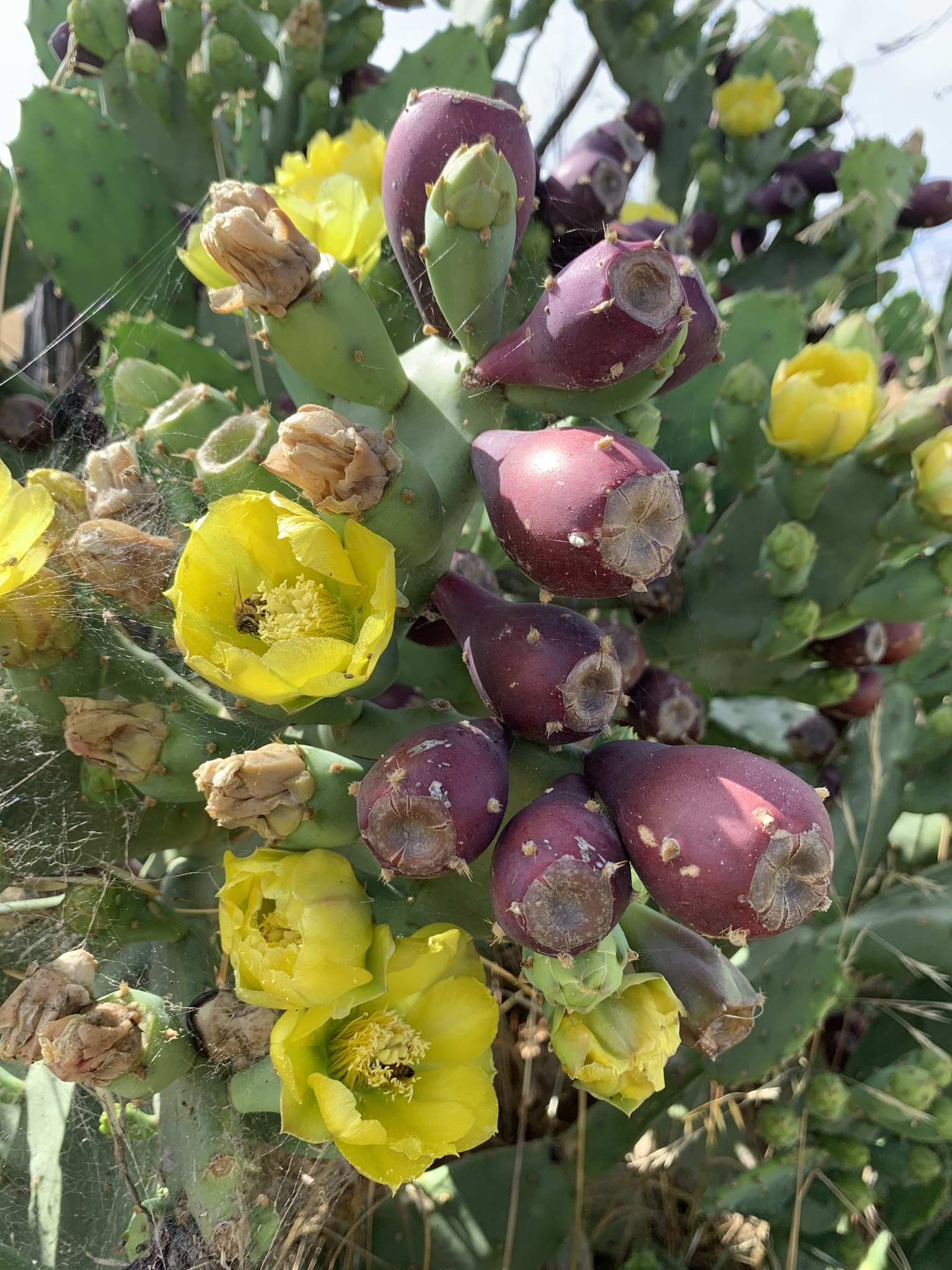 Opuntia stricta