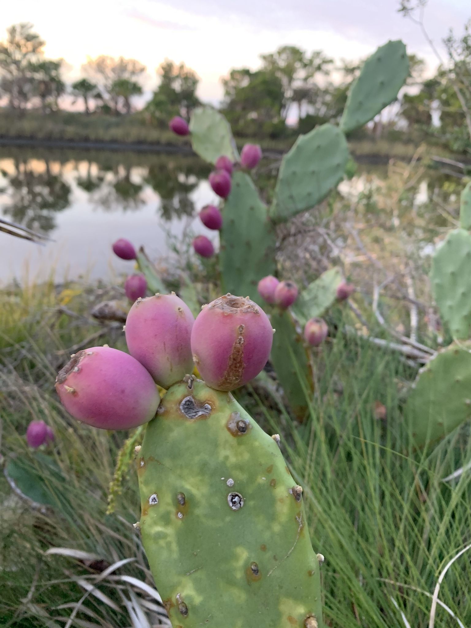 Opuntia stricta