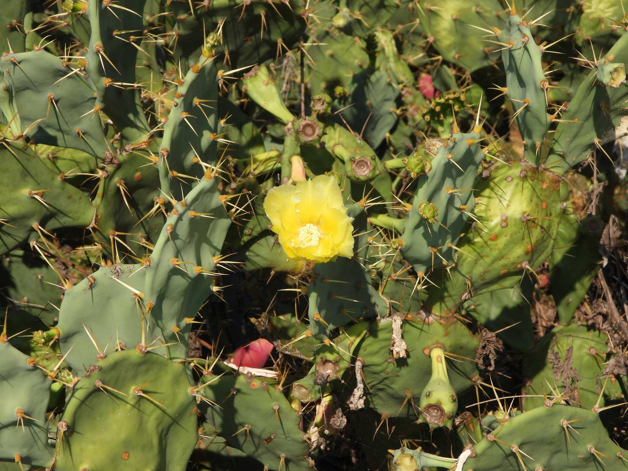 Opuntia stricta