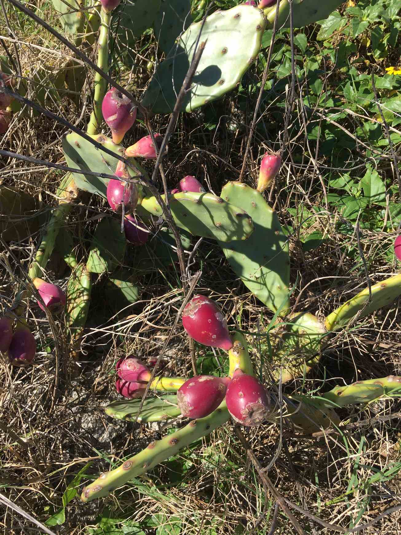 Opuntia stricta