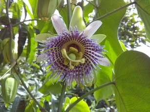 Passiflora ligularis