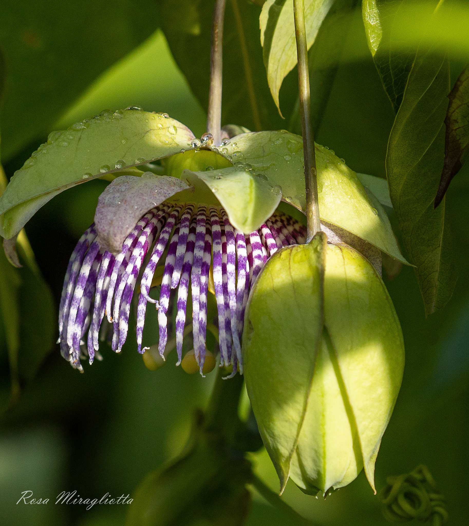 Passiflora ligularis