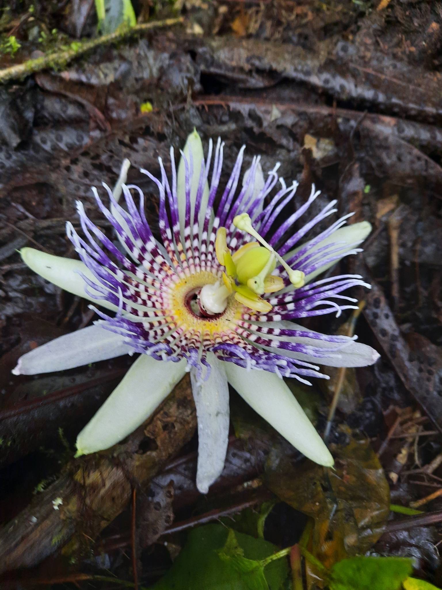 Passiflora ligularis
