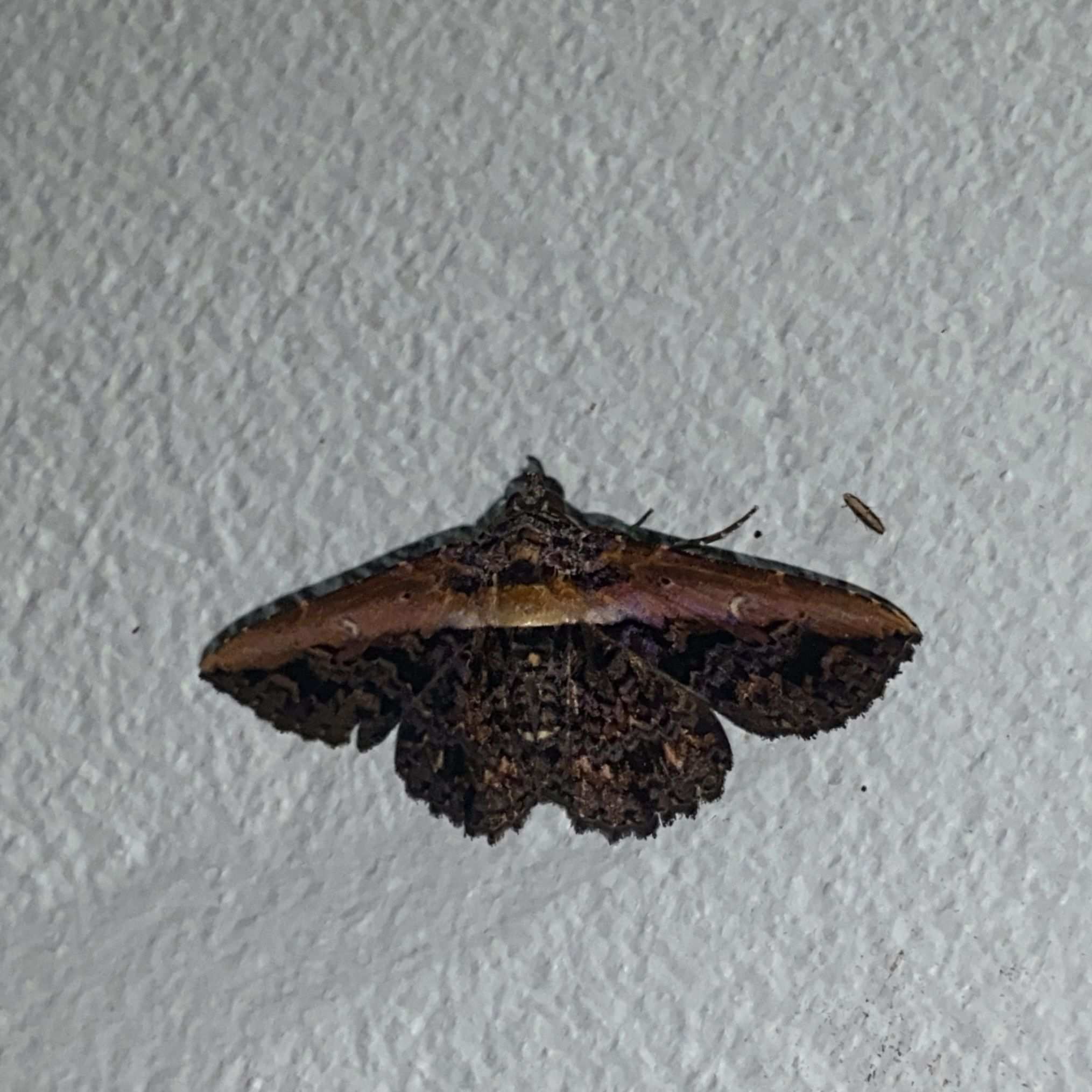Selenisa lanipes
