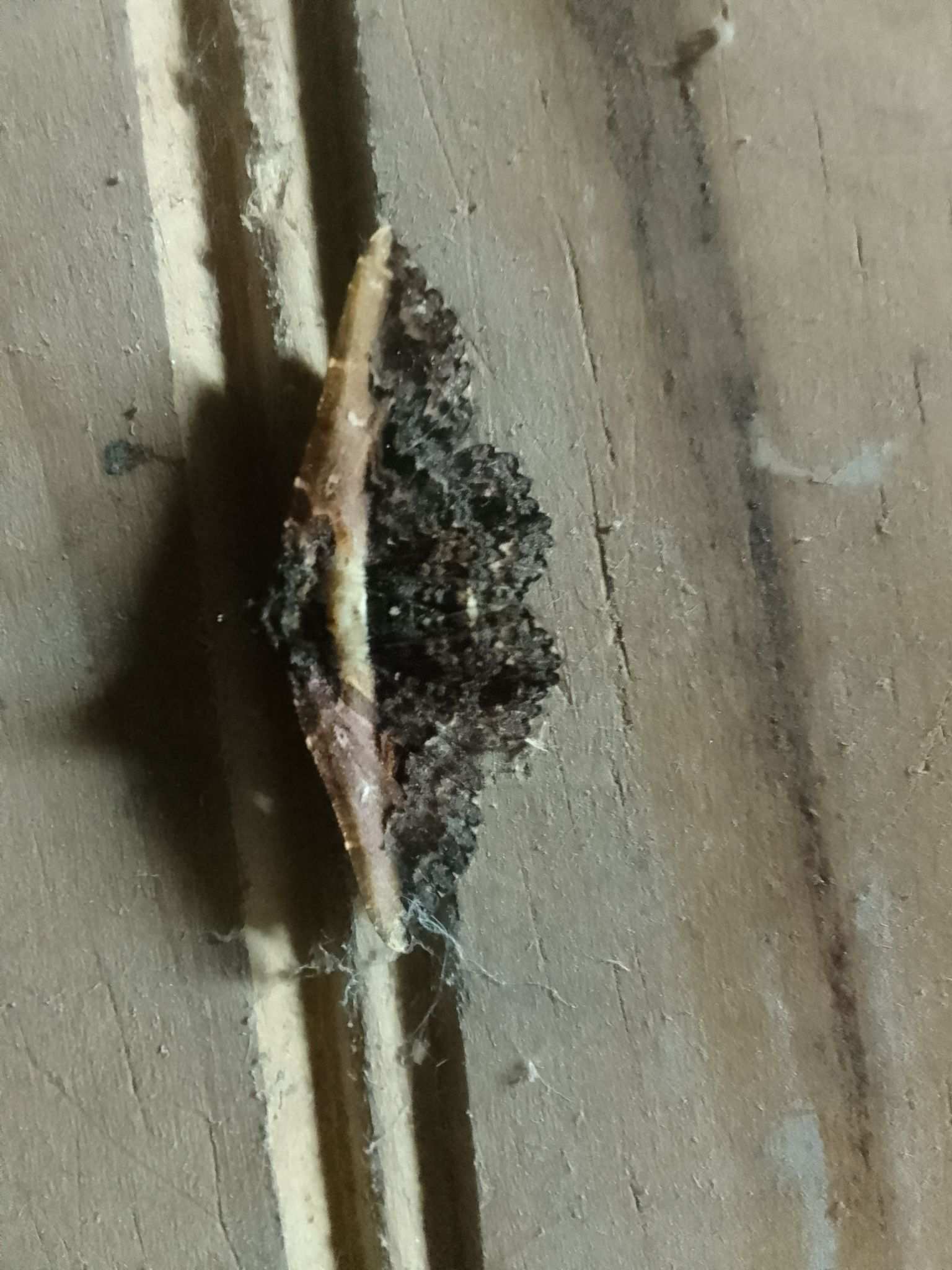 Selenisa lanipes