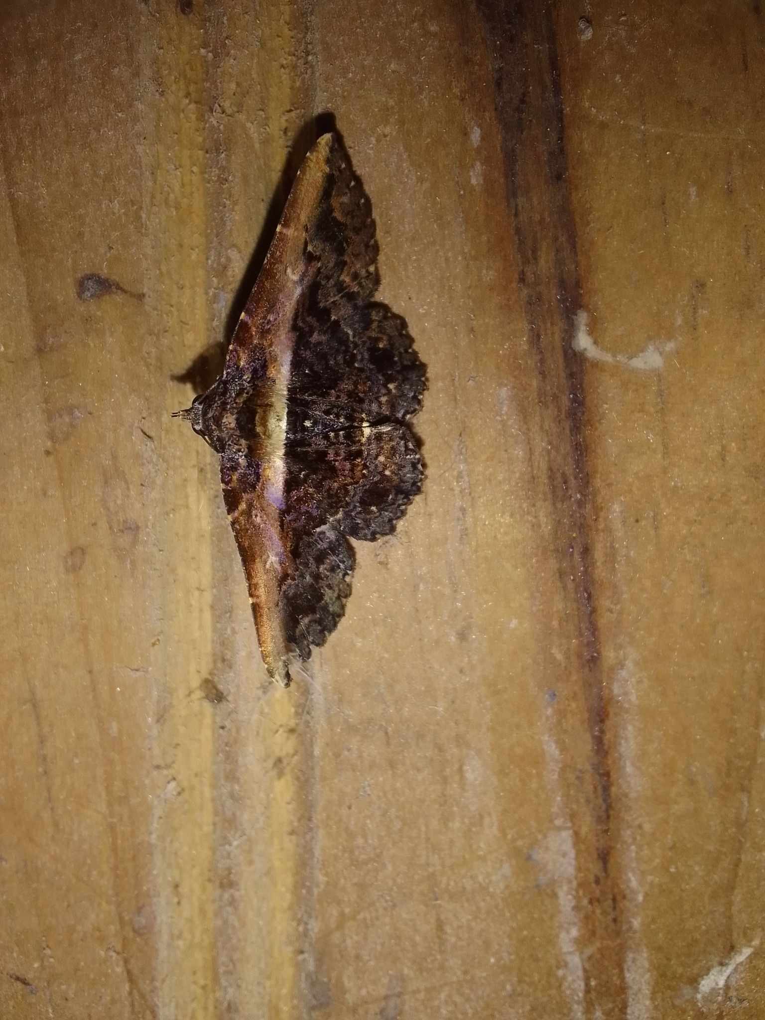 Selenisa lanipes