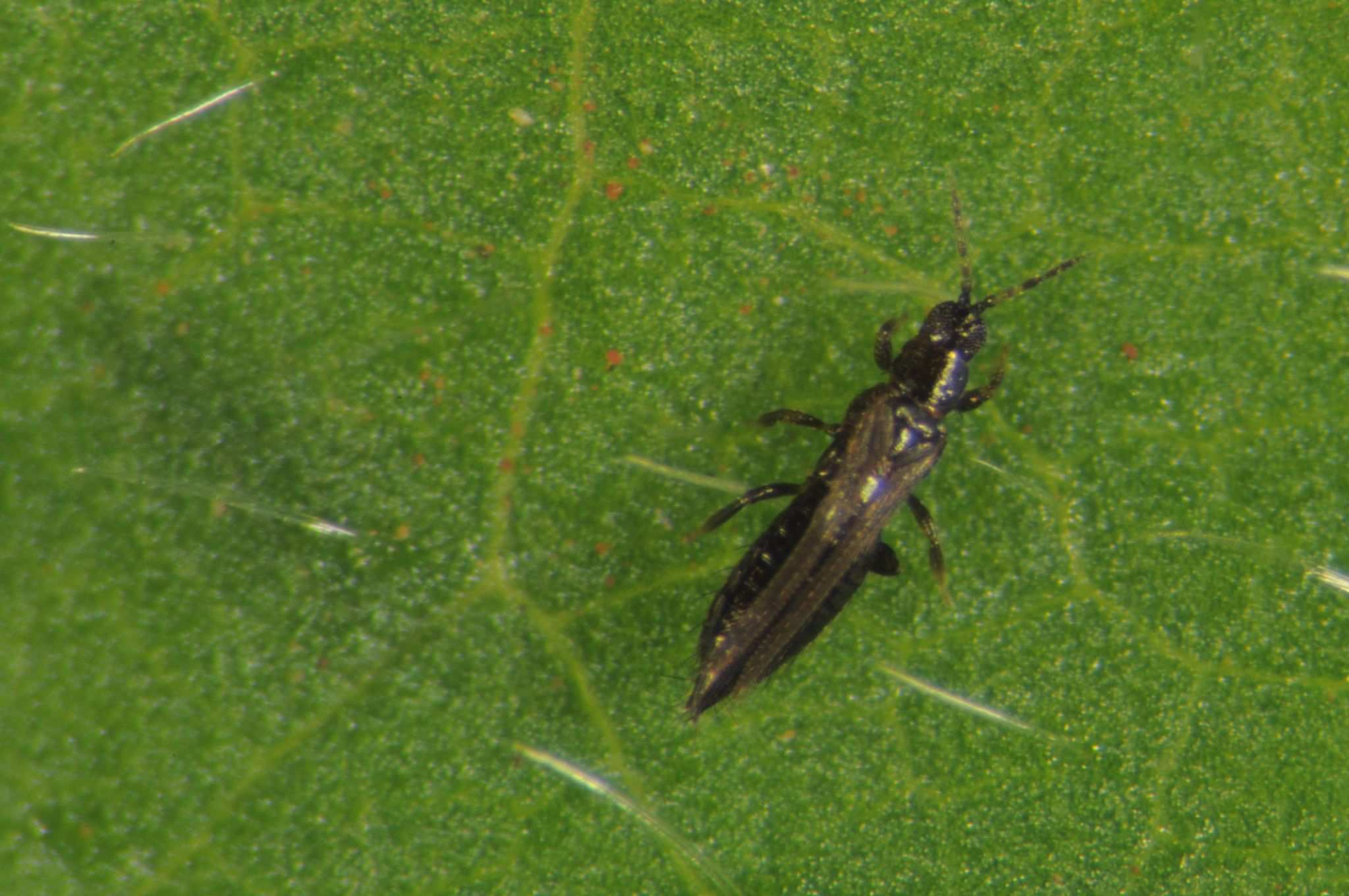 Ceratothripoides