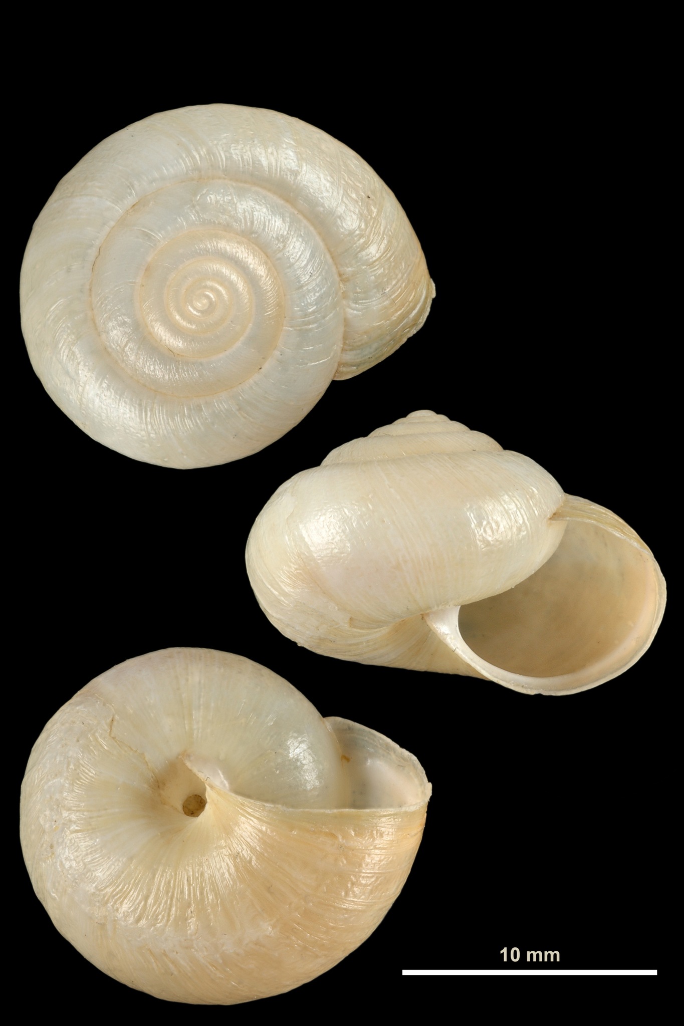 Monacha cantiana