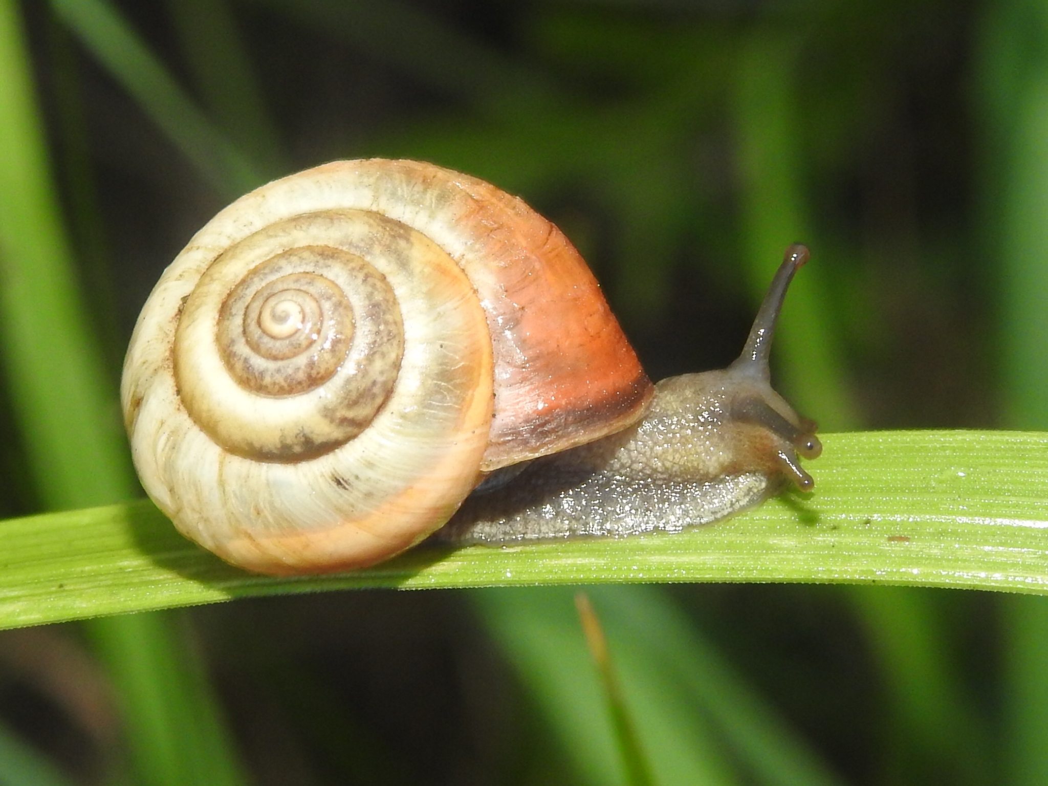 Monacha cantiana