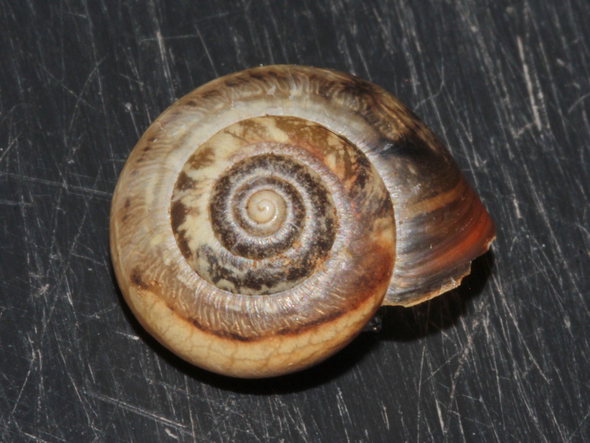 Monacha cantiana