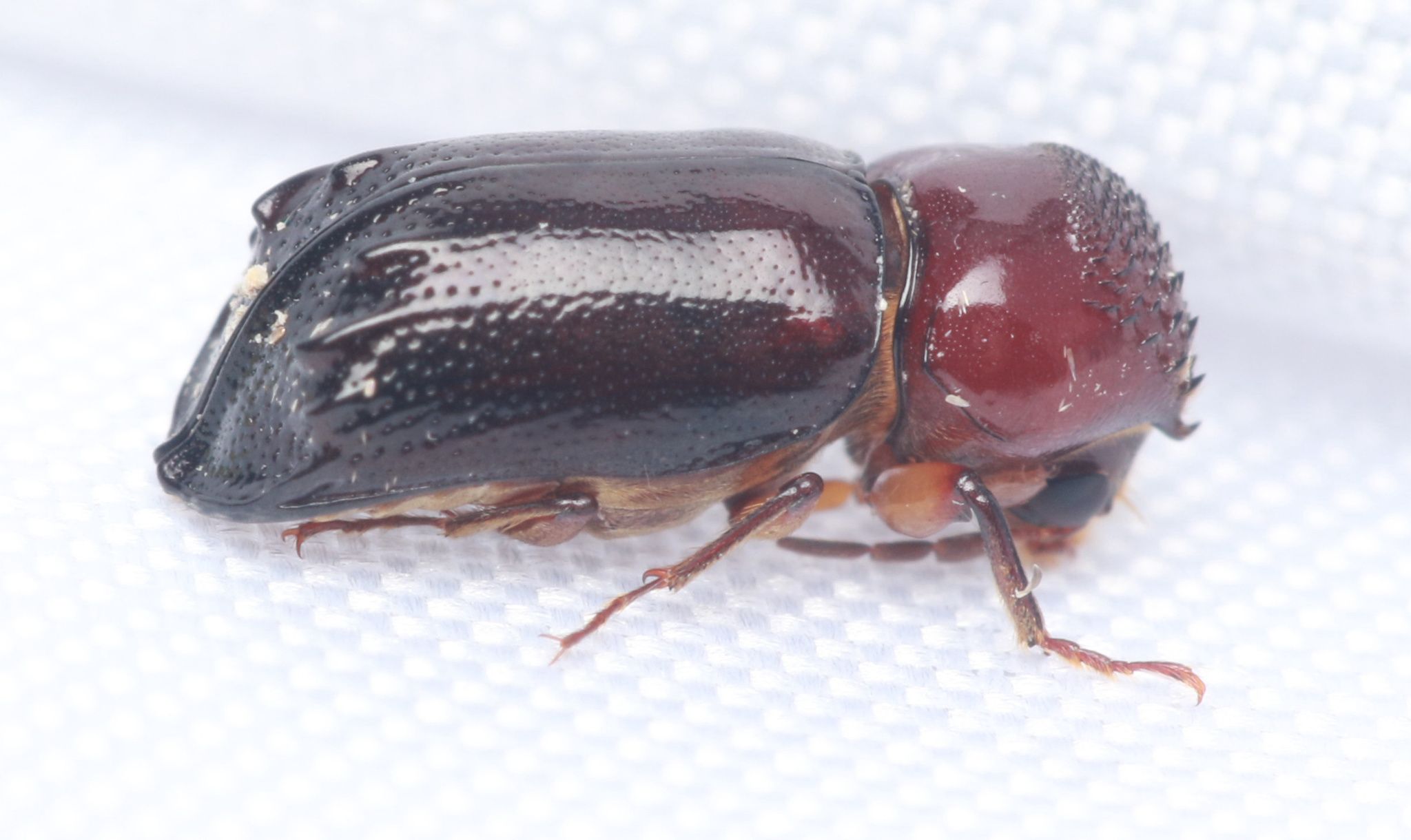 Xylothrips