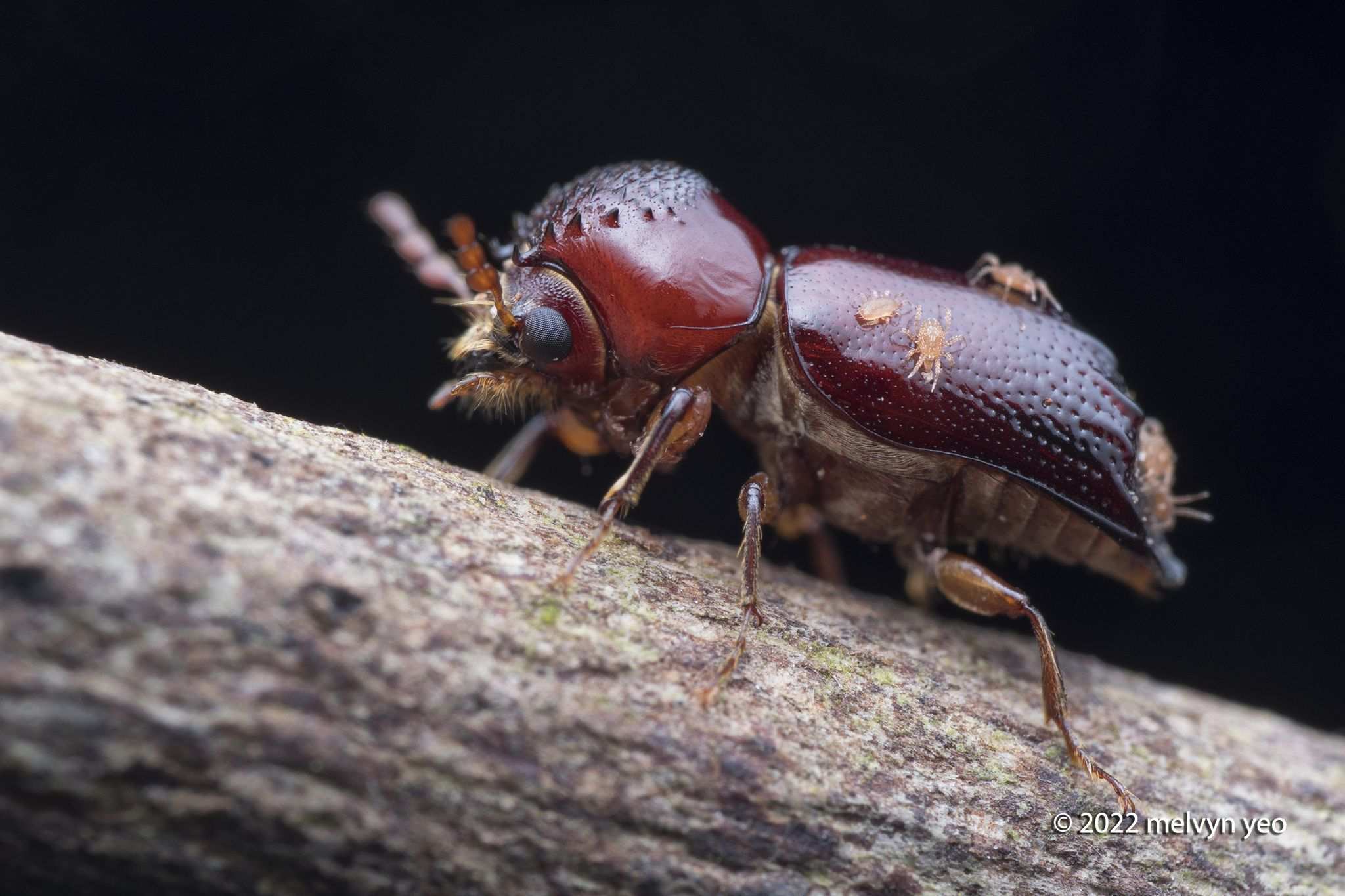Xylothrips