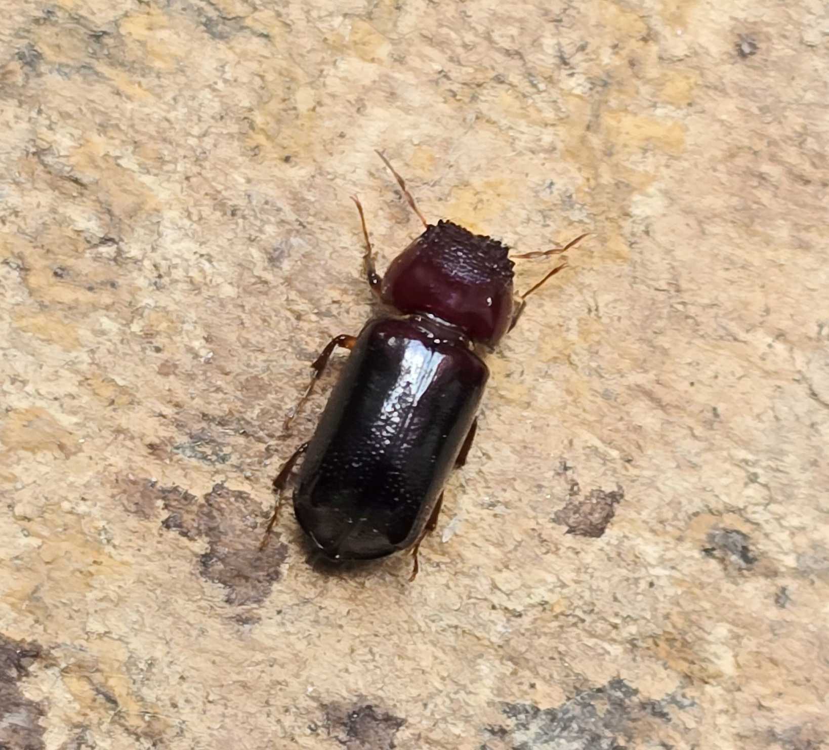 Xylothrips