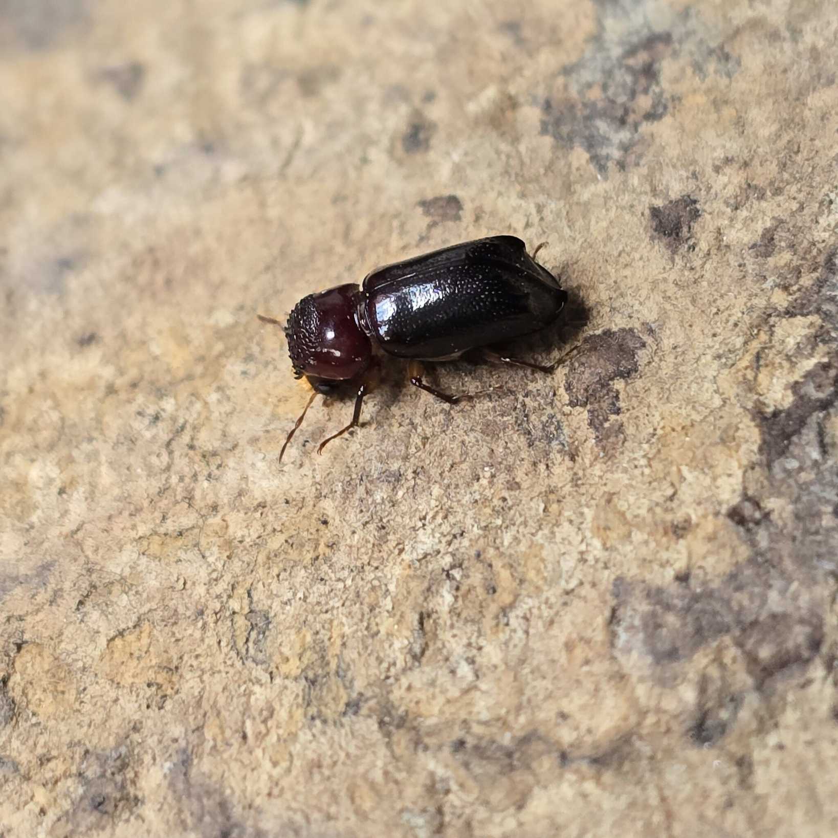 Xylothrips