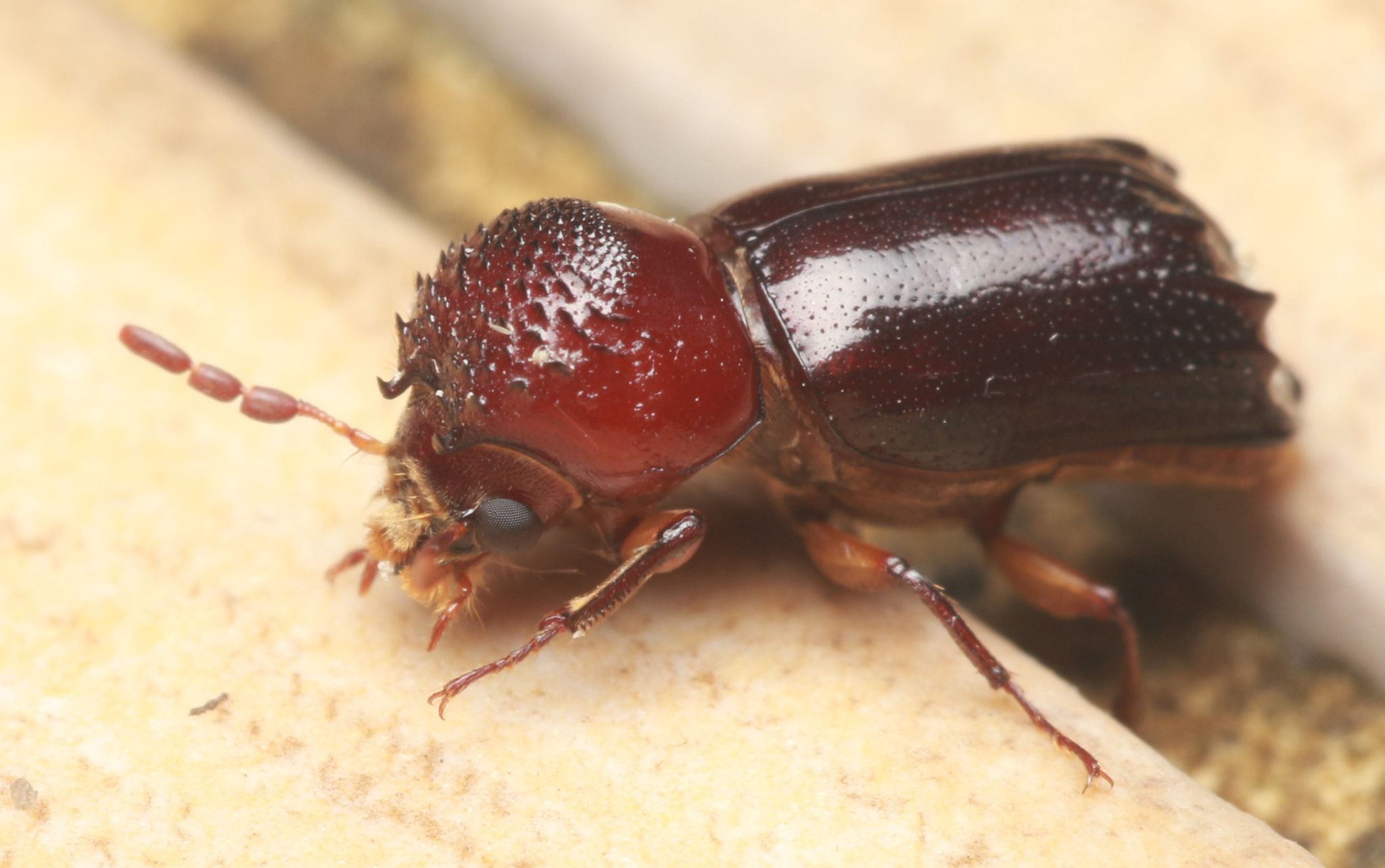 Xylothrips