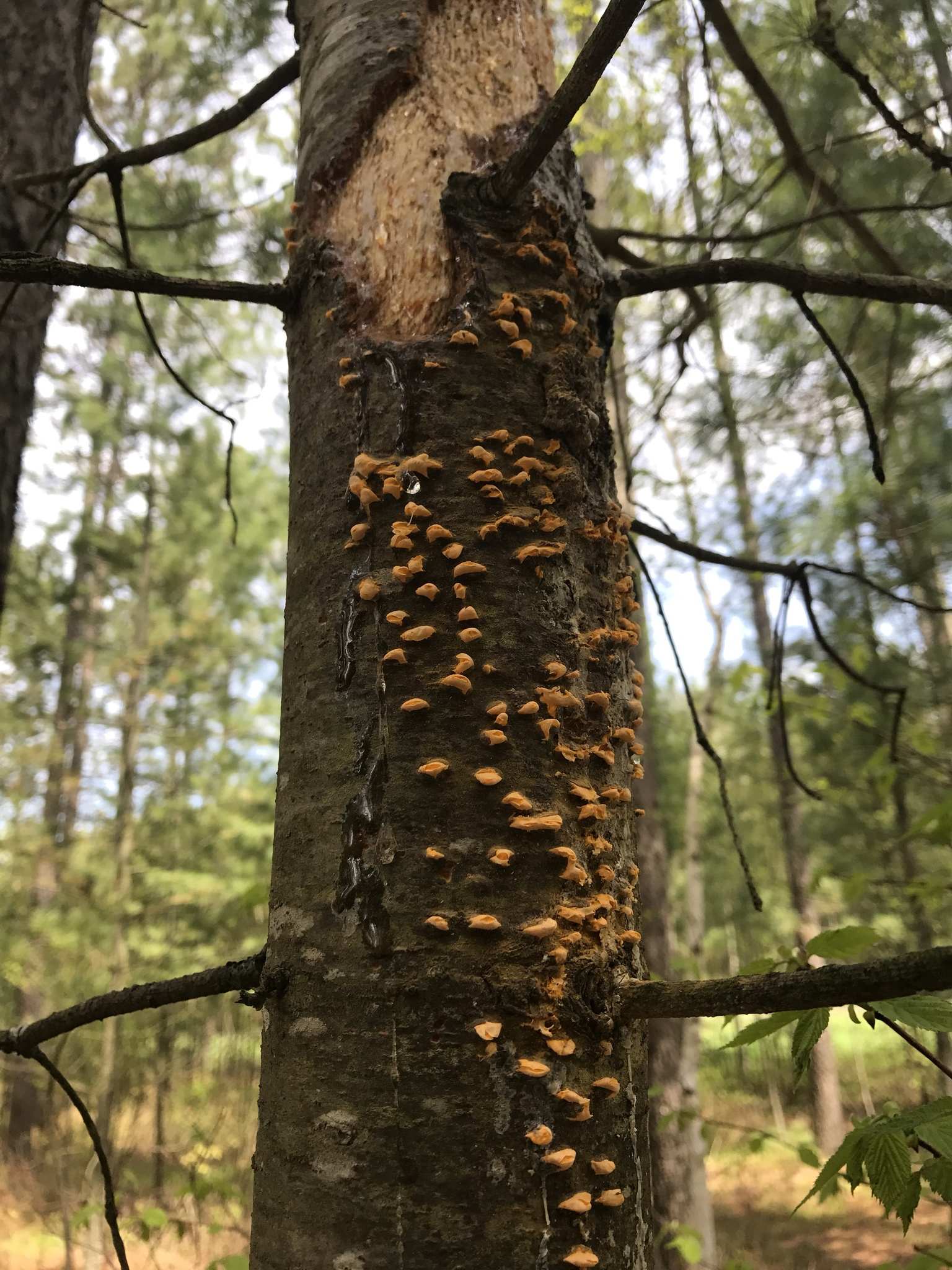 Cronartium ribicola
