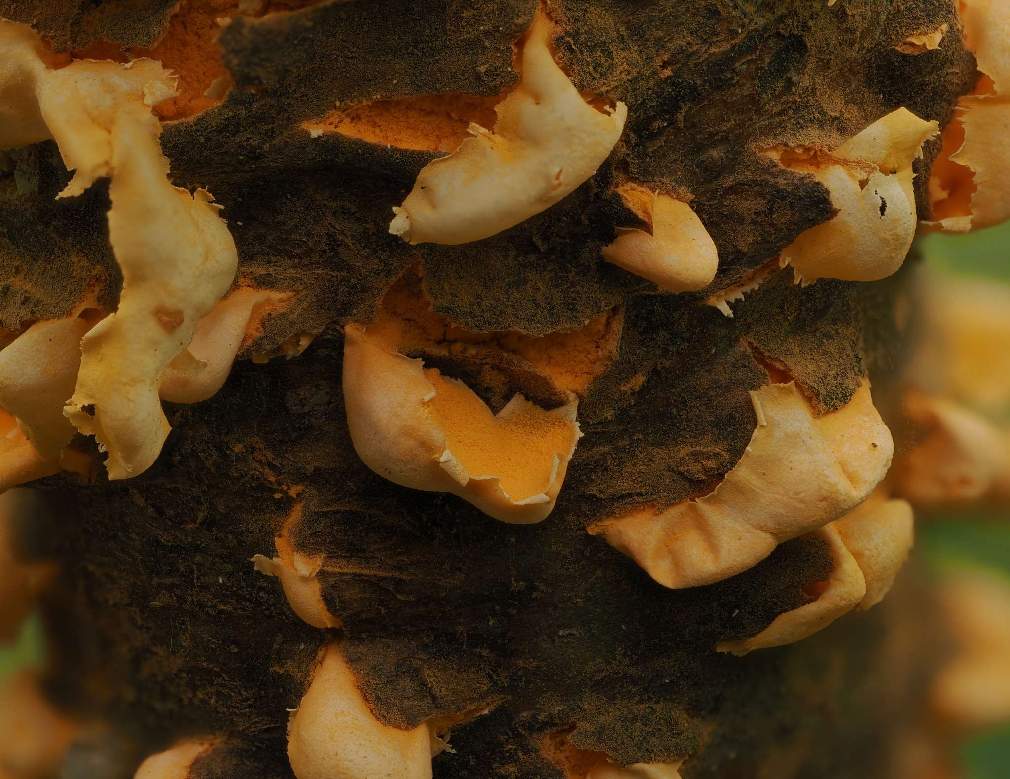 Cronartium ribicola