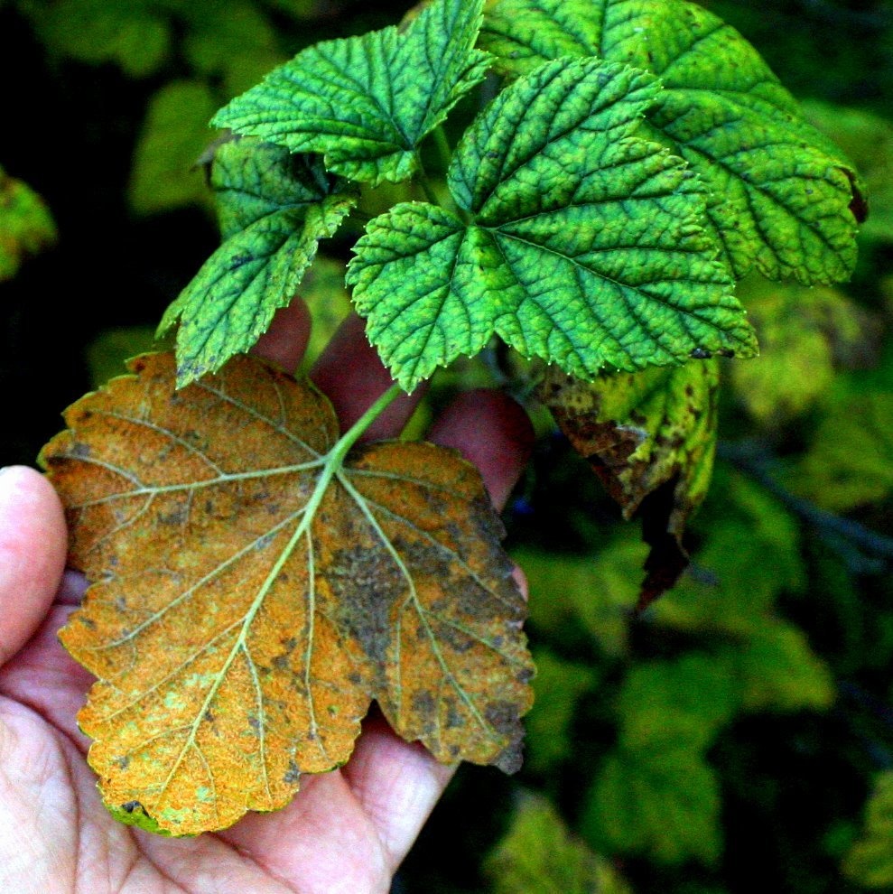 Cronartium ribicola