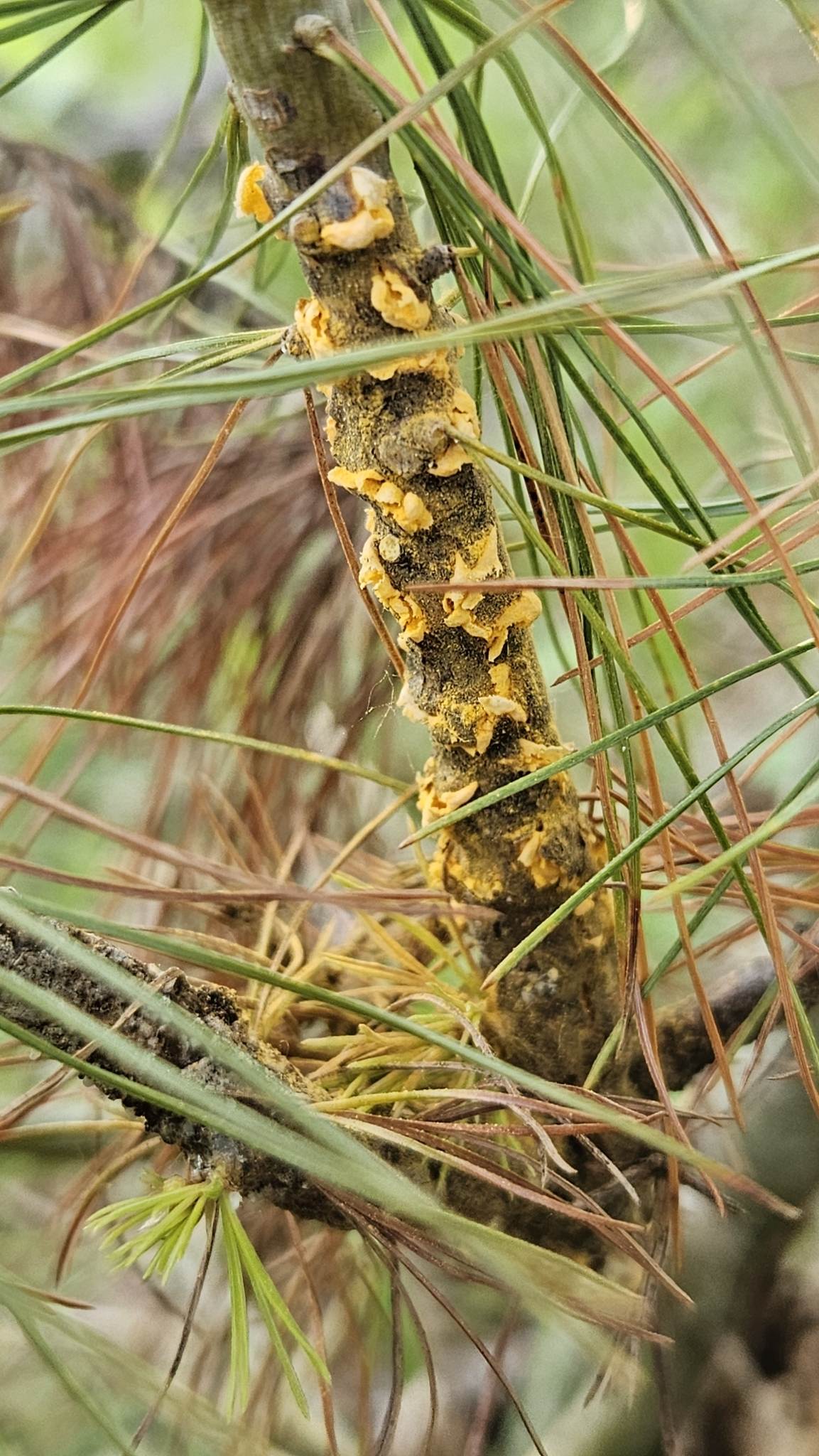 Cronartium ribicola
