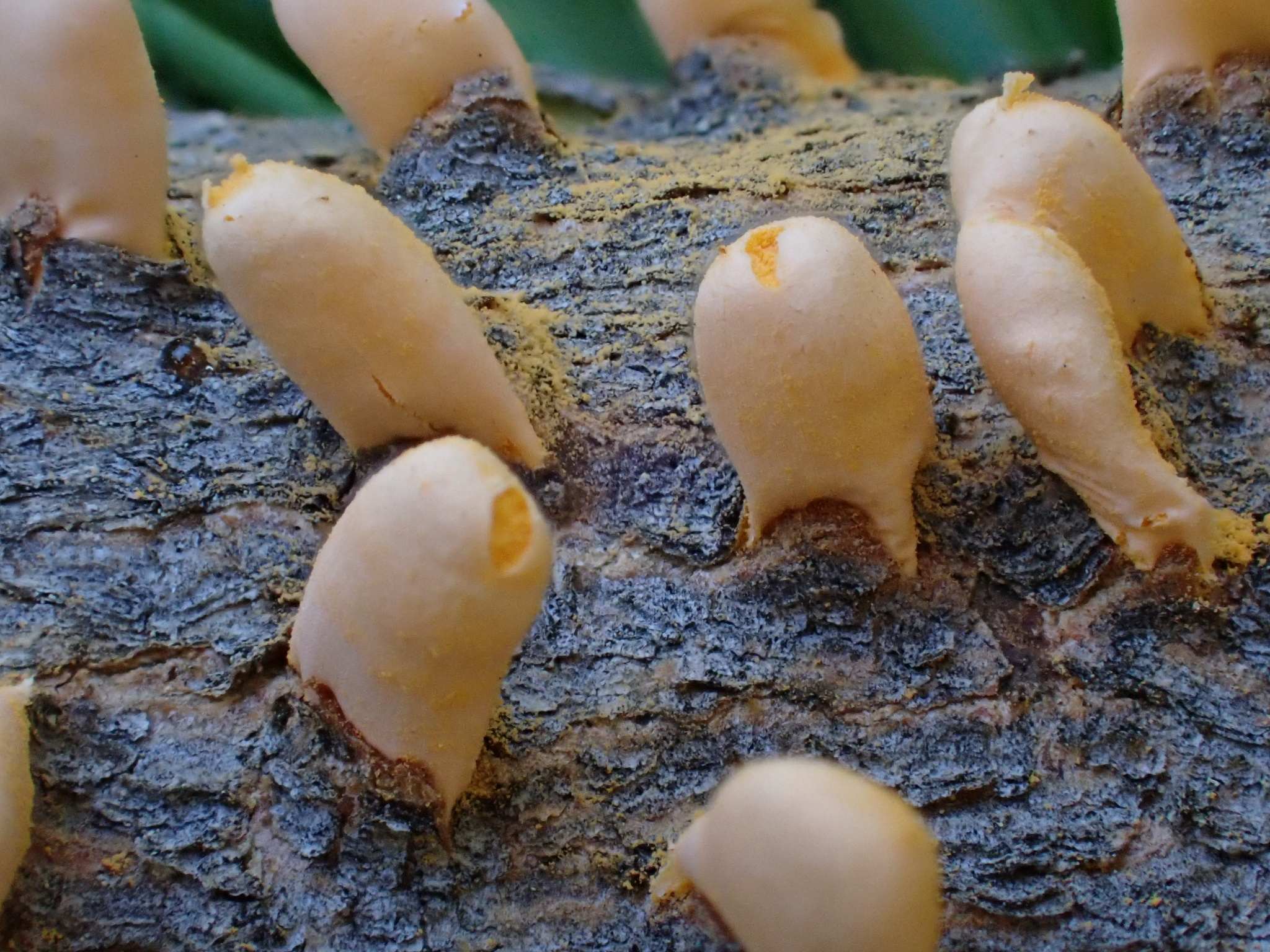 Cronartium ribicola