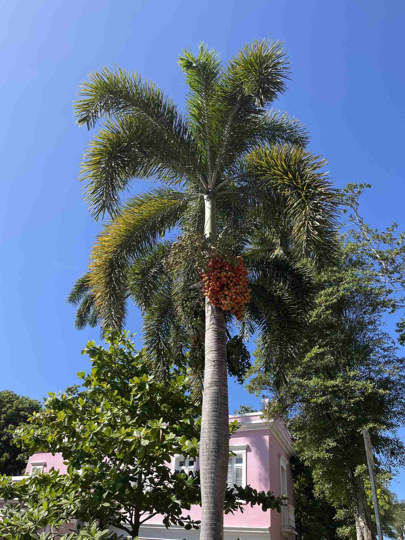 Wodyetia bifurcata