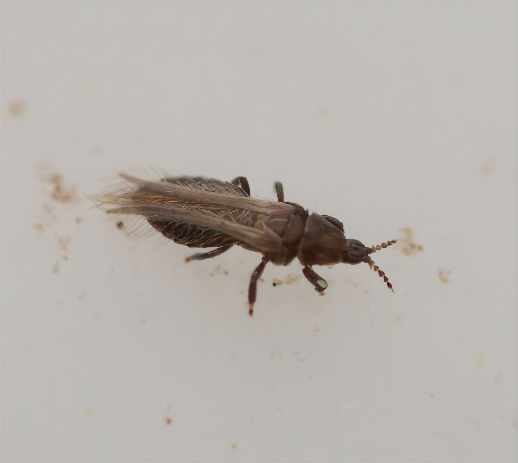 Chirothrips