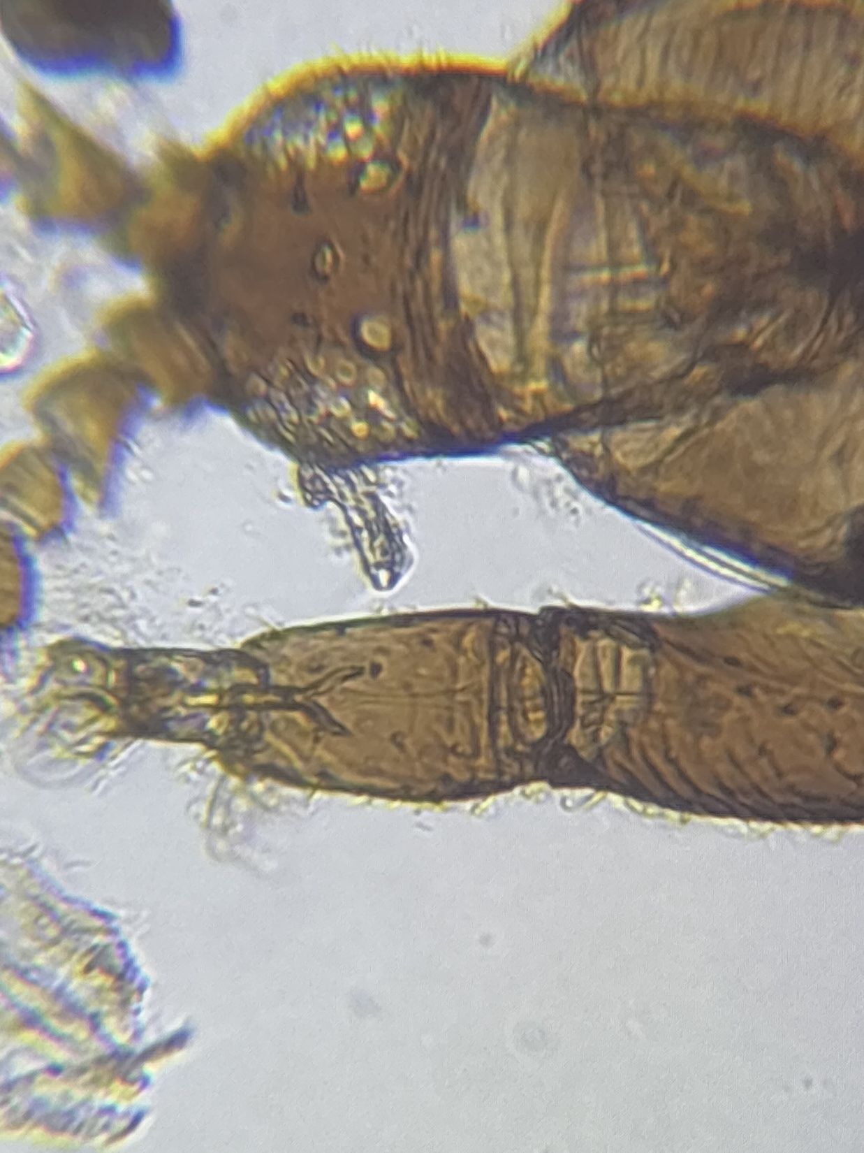 Chirothrips
