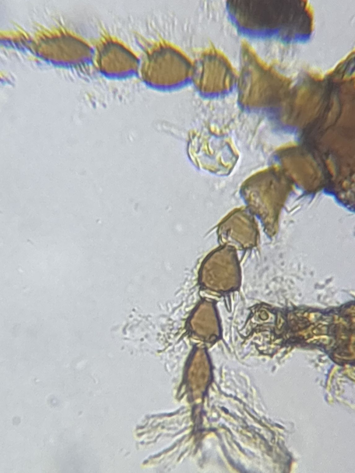 Chirothrips