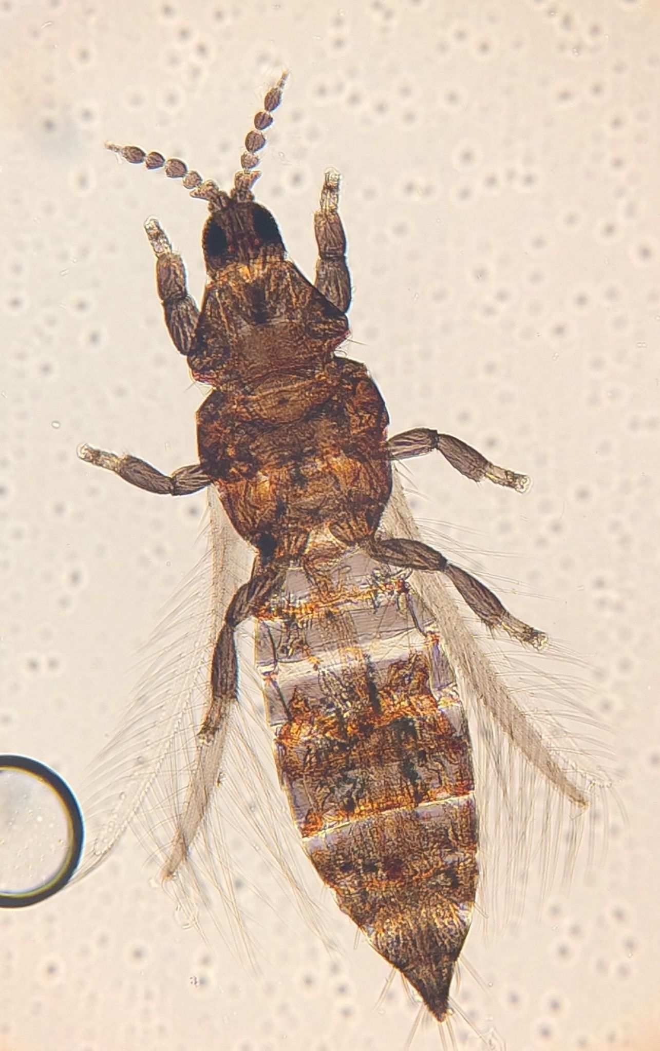 Chirothrips
