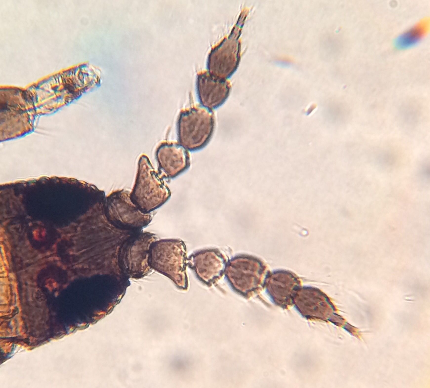 Chirothrips