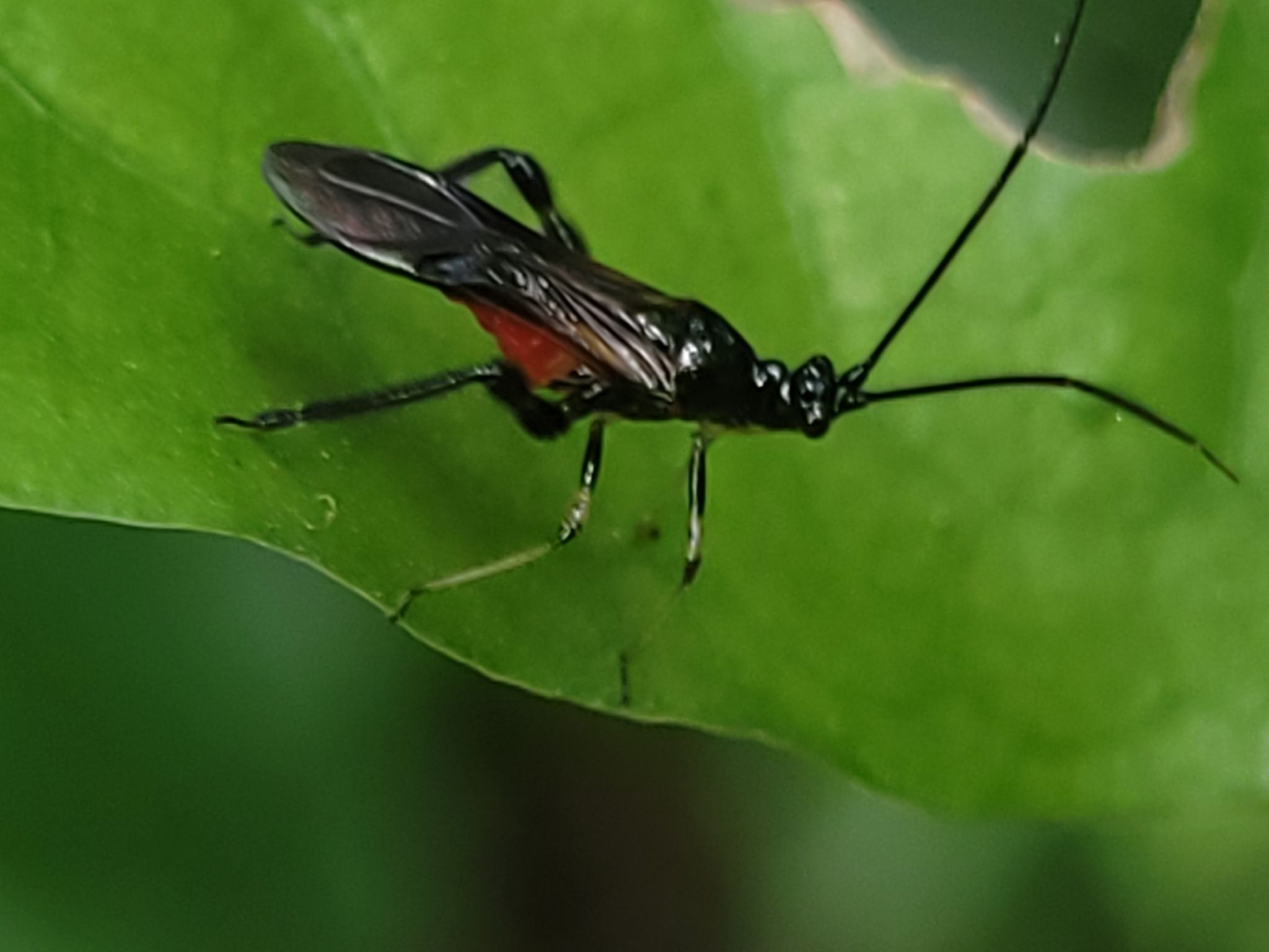 Monalonion annulipes