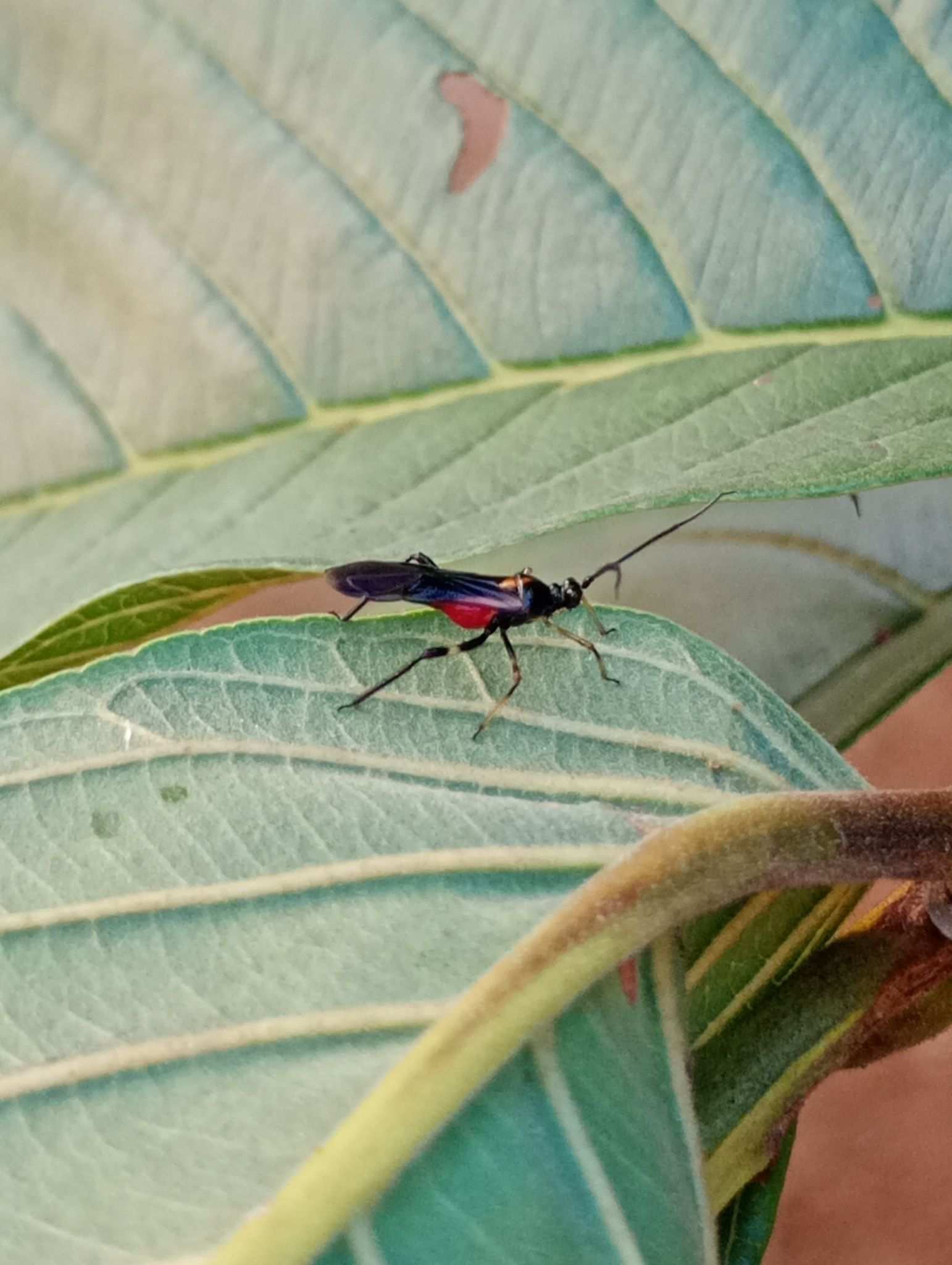 Monalonion annulipes